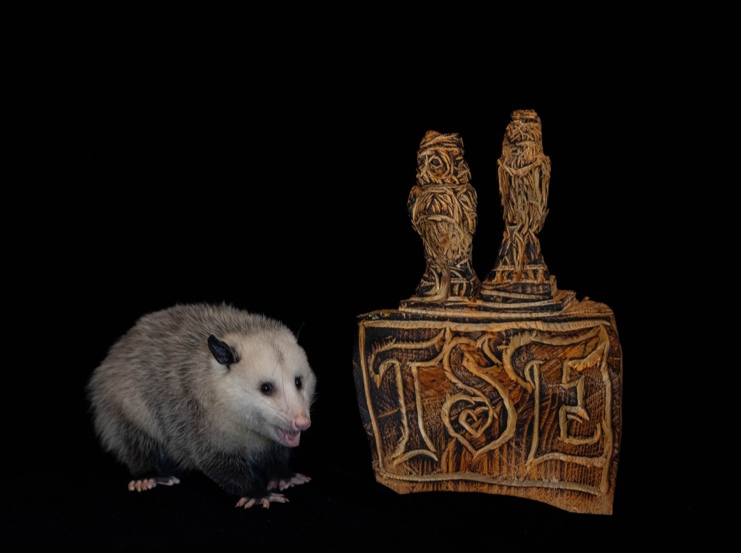 Help TSE Wildlife Center Become a 501(c)(3) campaign photo, 4 of 7