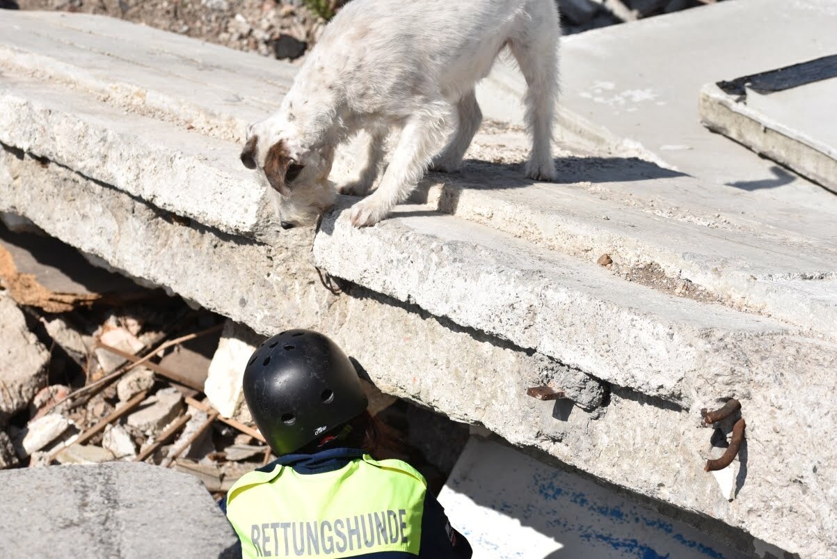 Rettungshund Herr Mütze kämpft gegen Krebs – bitte helft ♥️ campaign photo, 4 of 7