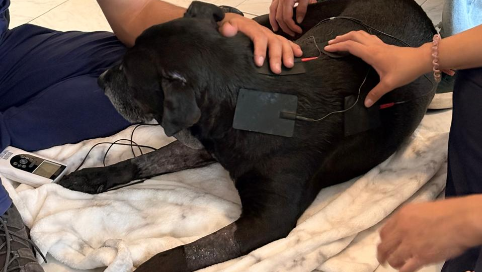 Ayudemos a Bambu a volver a caminar