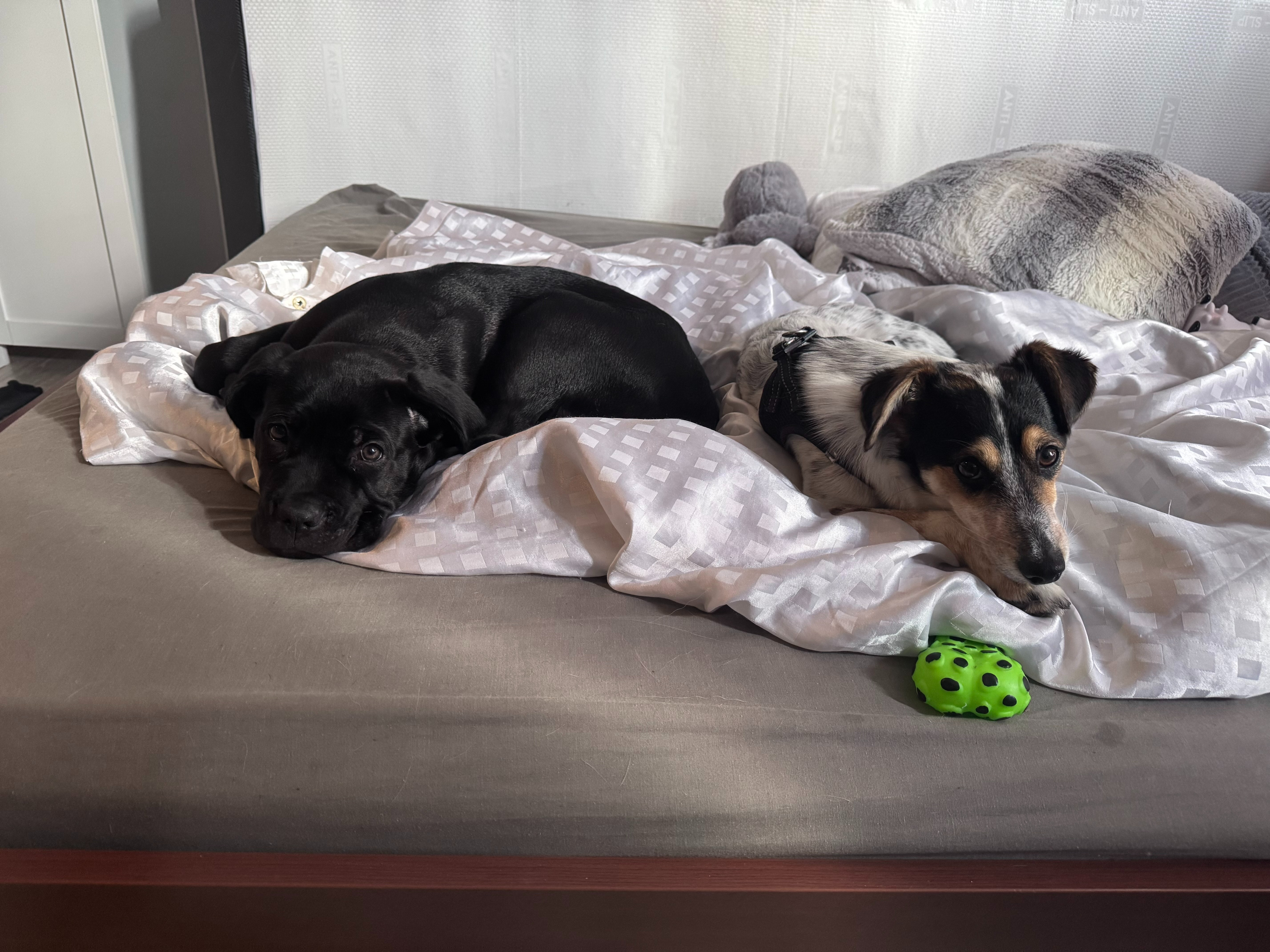 Dream Yard – building a safe training space for dogs in need campaign photo, 6 of 7