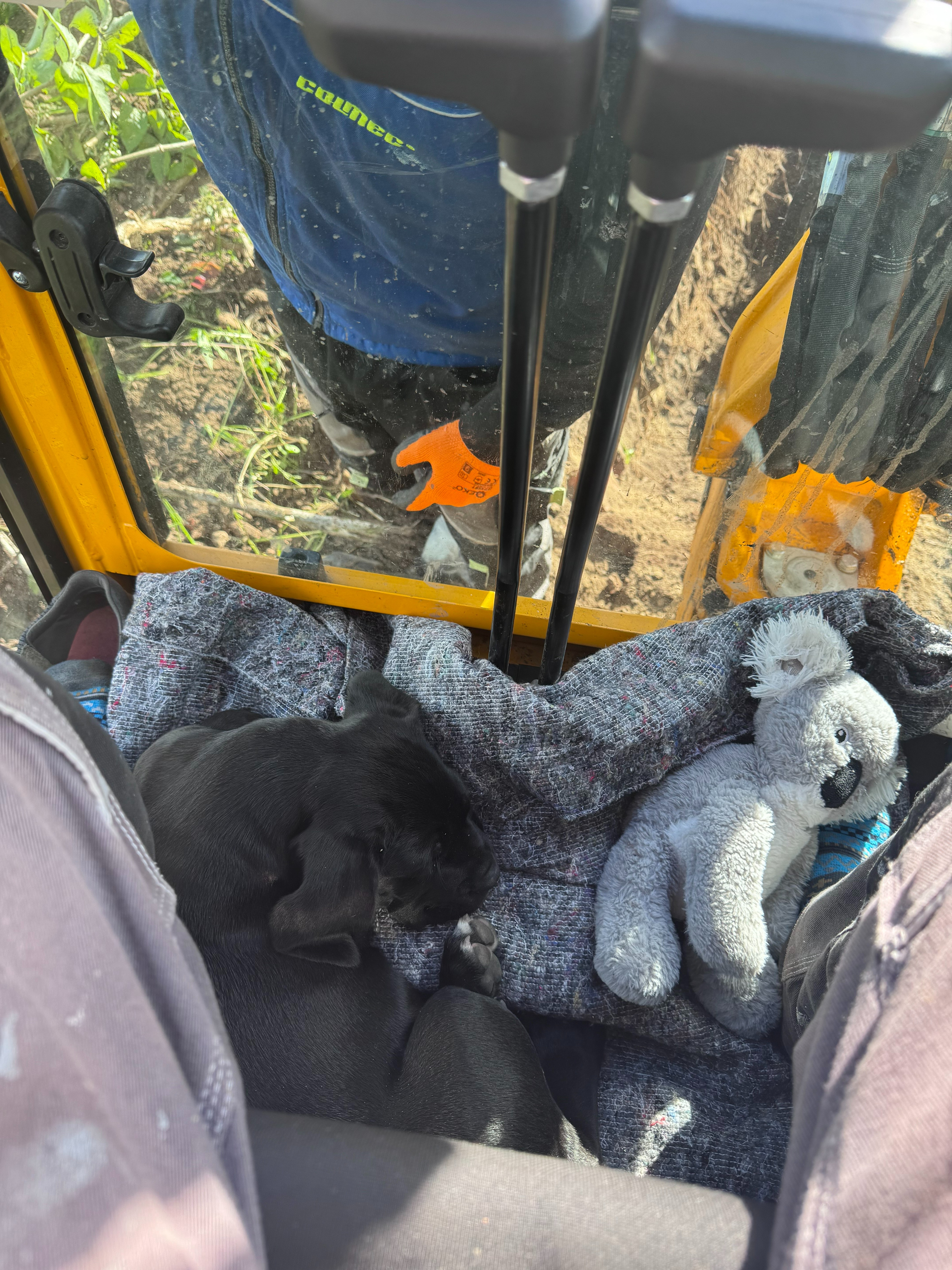 Dream Yard – building a safe training space for dogs in need campaign photo, 2 of 7