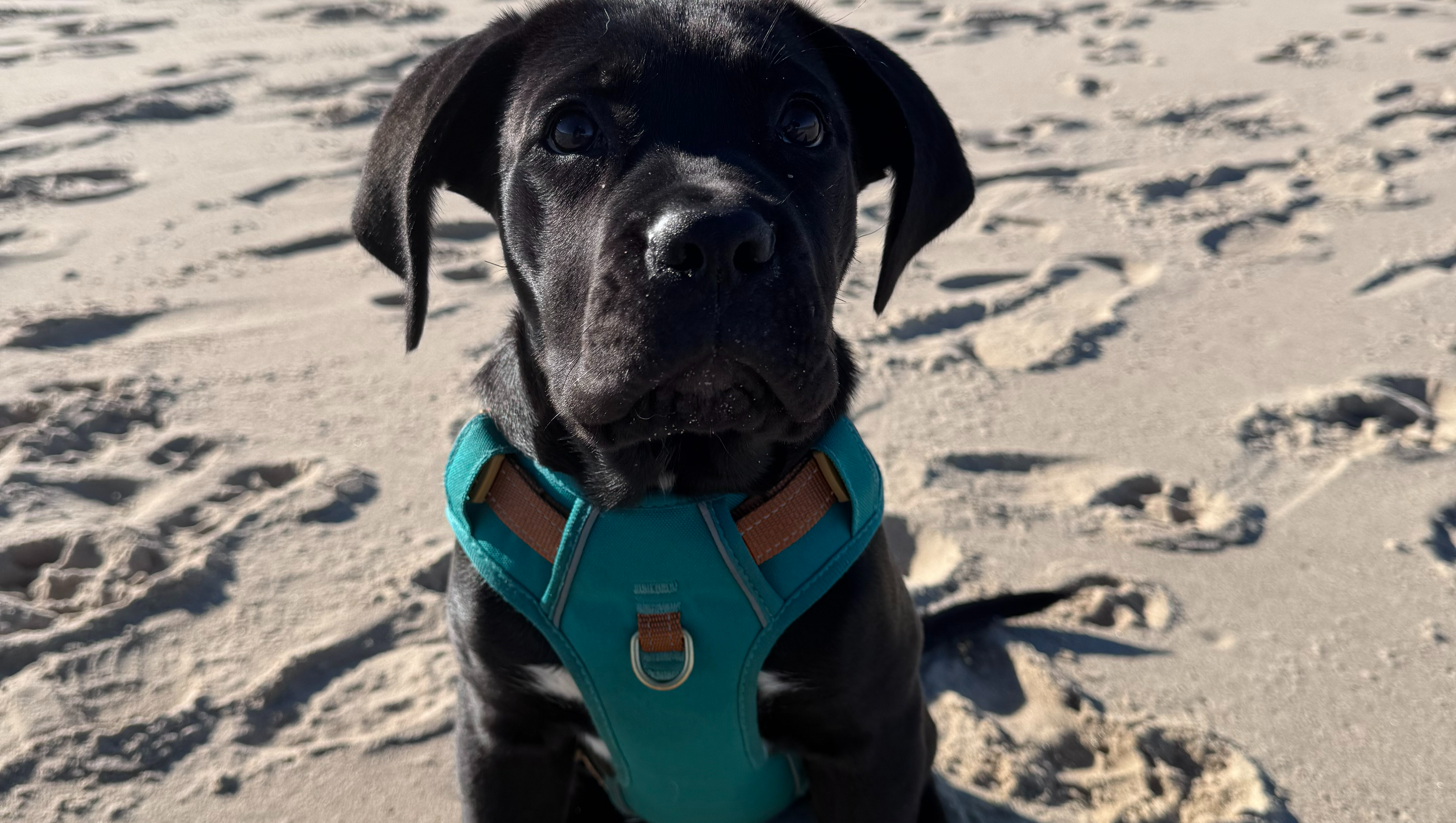 Dream Yard – building a safe training space for dogs in need photo