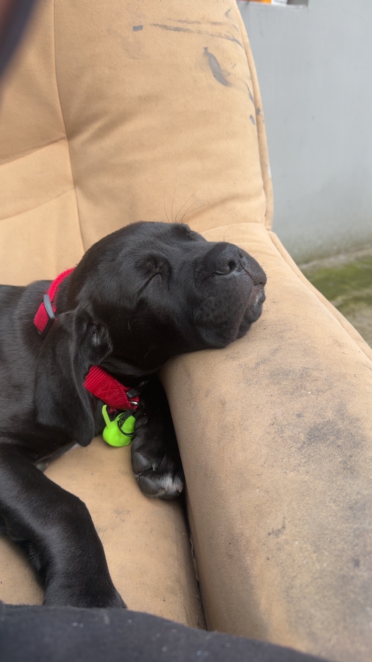 Dream Yard – building a safe training space for dogs in need campaign photo, 4 of 7