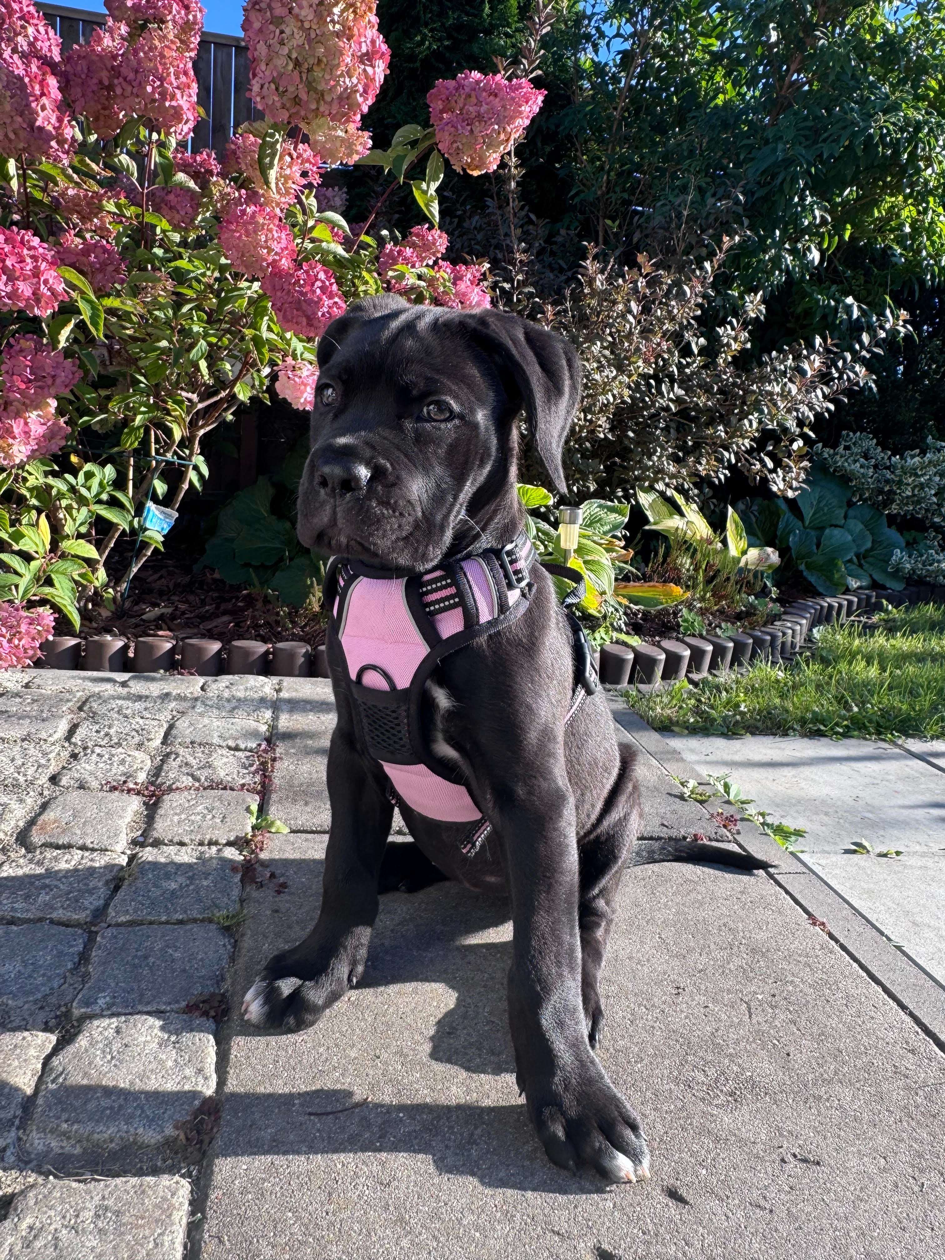 Dream Yard – building a safe training space for dogs in need campaign photo, 5 of 7