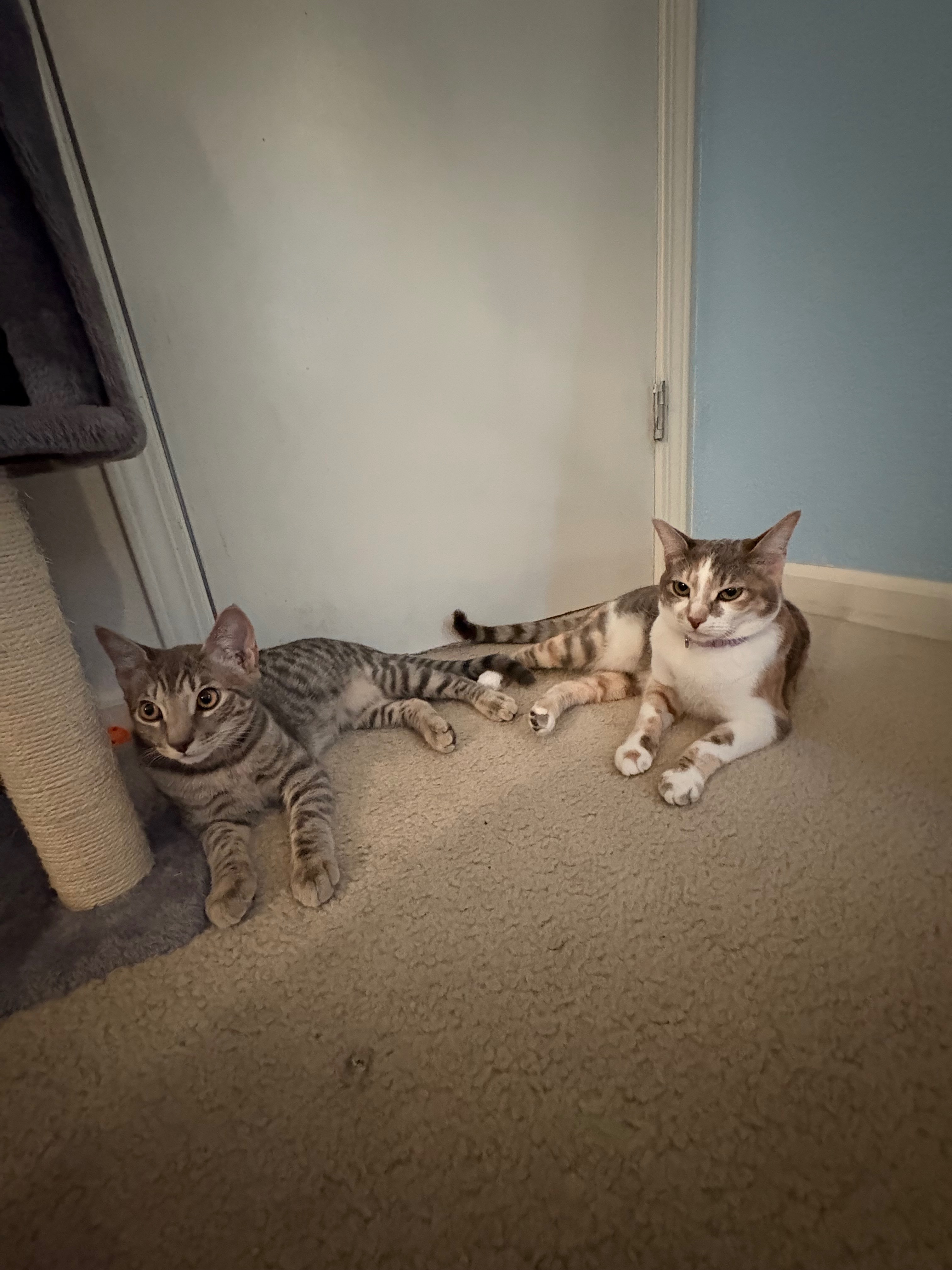 User-uploaded image 2