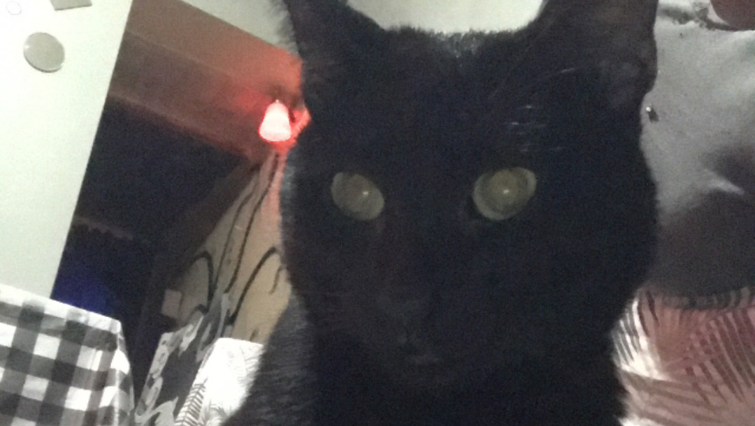 Support Blacky's Recovery at BluePearl Hospital photo