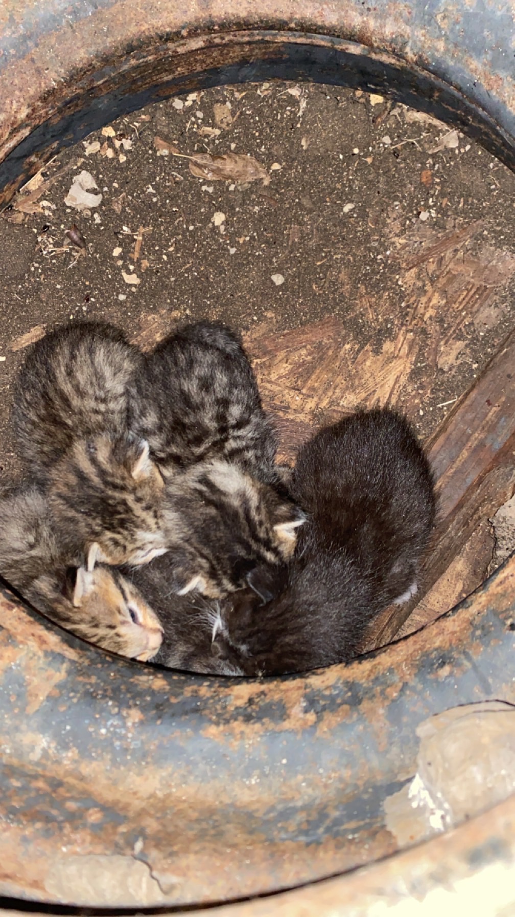 Support Eva's Mission to Save Dumped Animals campaign photo, 2 of 8