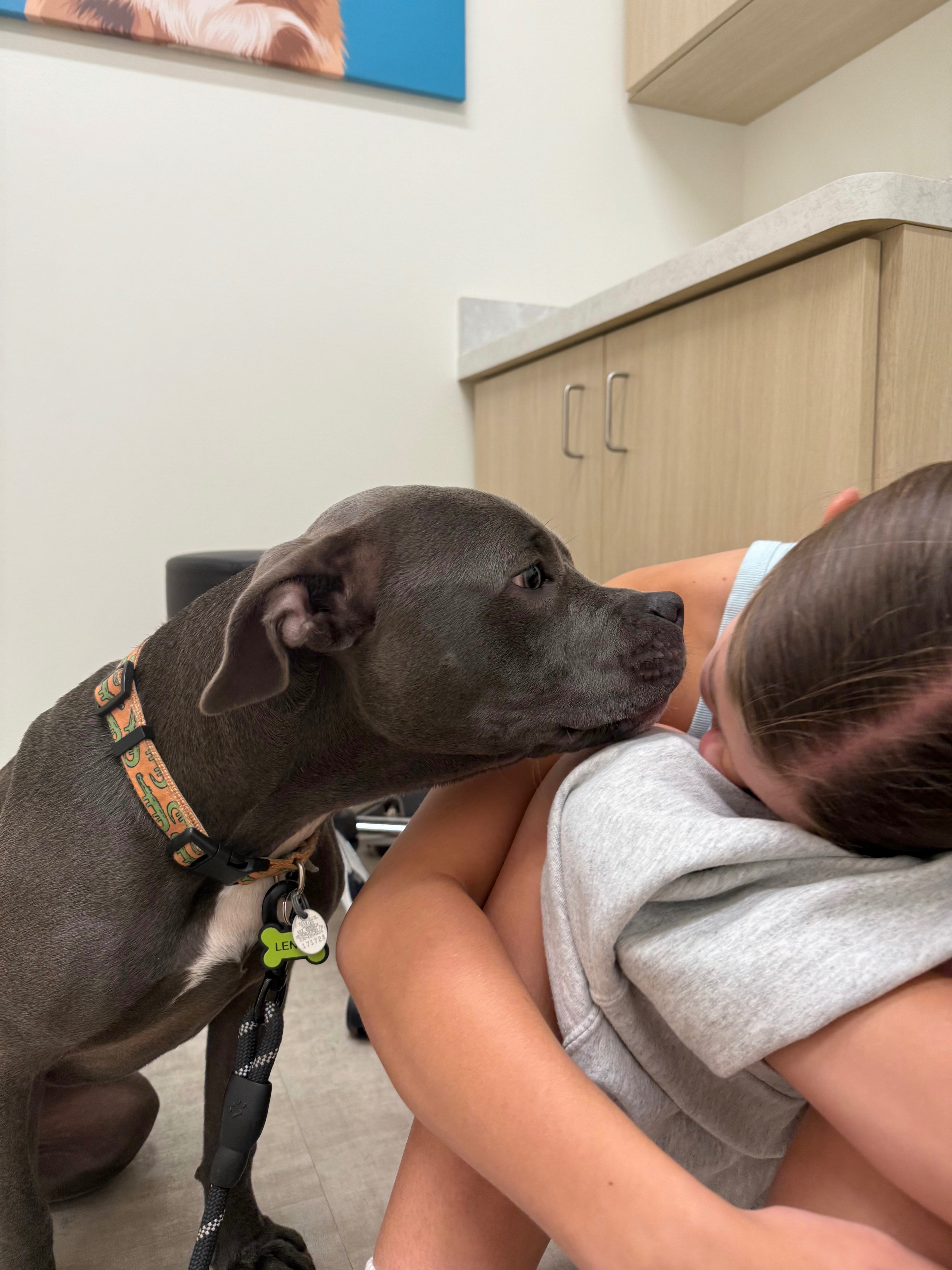 Support Our Puppy’s Life-Saving Surgery Costs campaign photo, 7 of 8