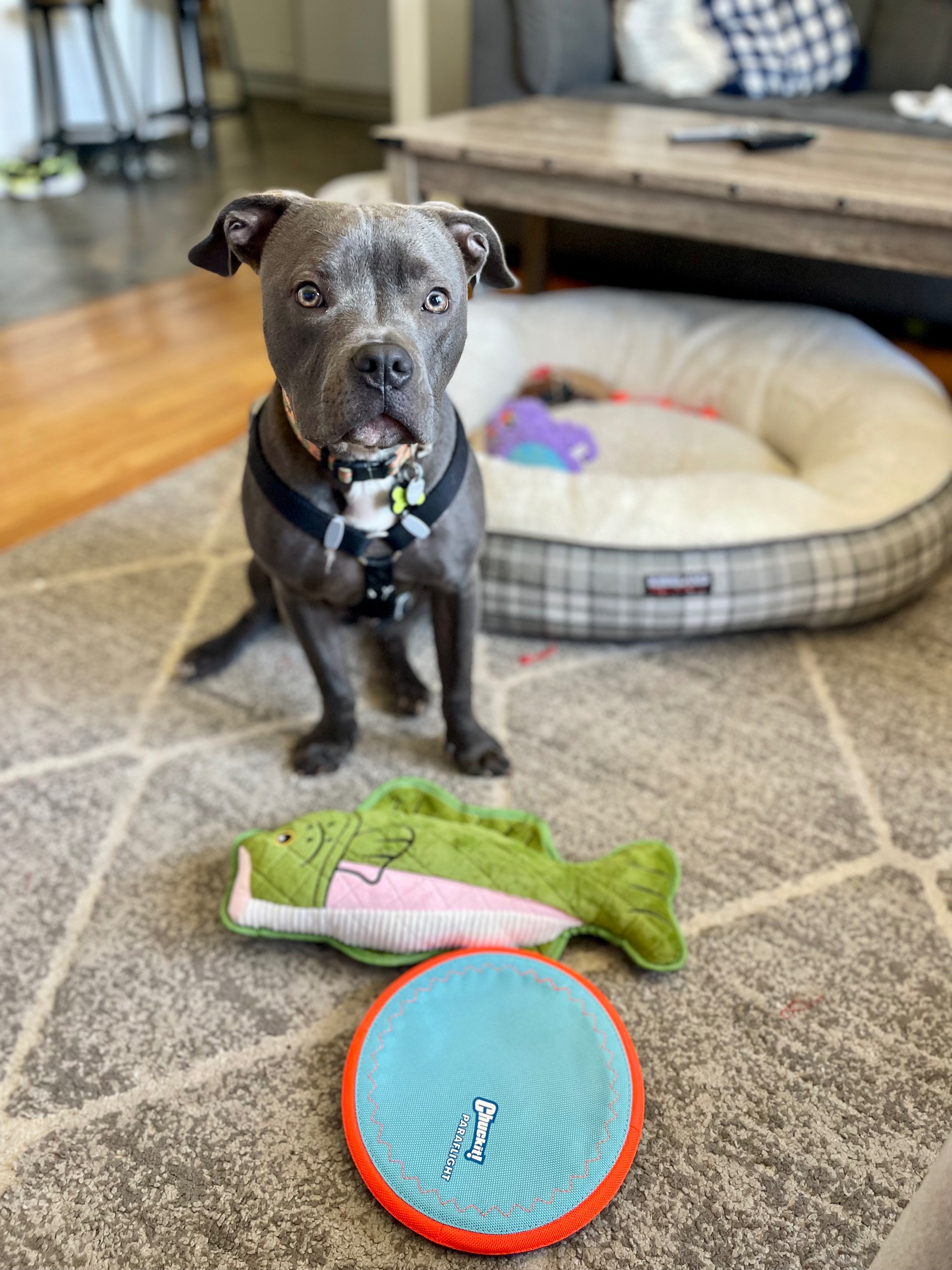 Support Our Puppy’s Life-Saving Surgery Costs campaign photo, 4 of 8
