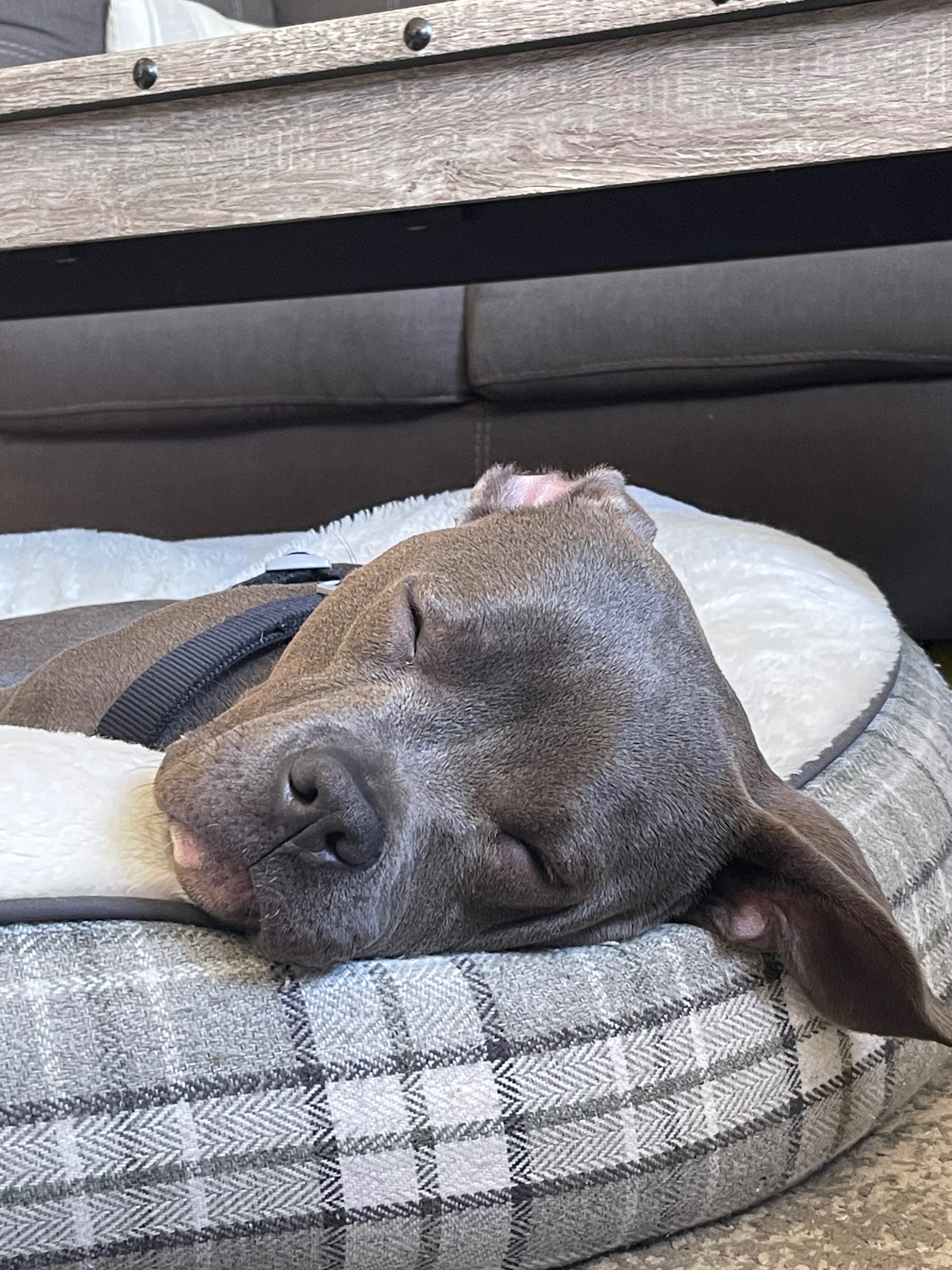 Support Our Puppy’s Life-Saving Surgery Costs campaign photo, 5 of 8