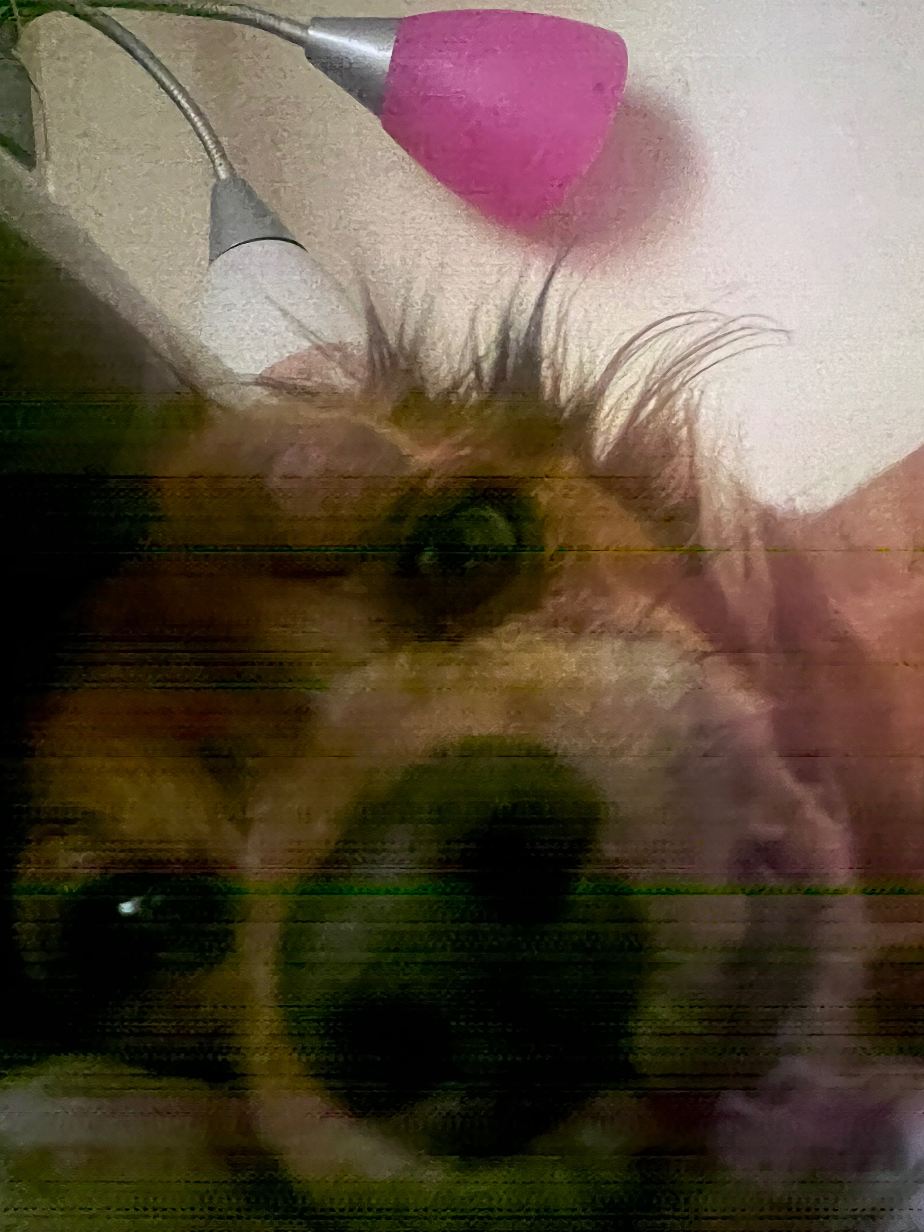 Help Chloe Overcome Her Tumor campaign photo, 2 of 8
