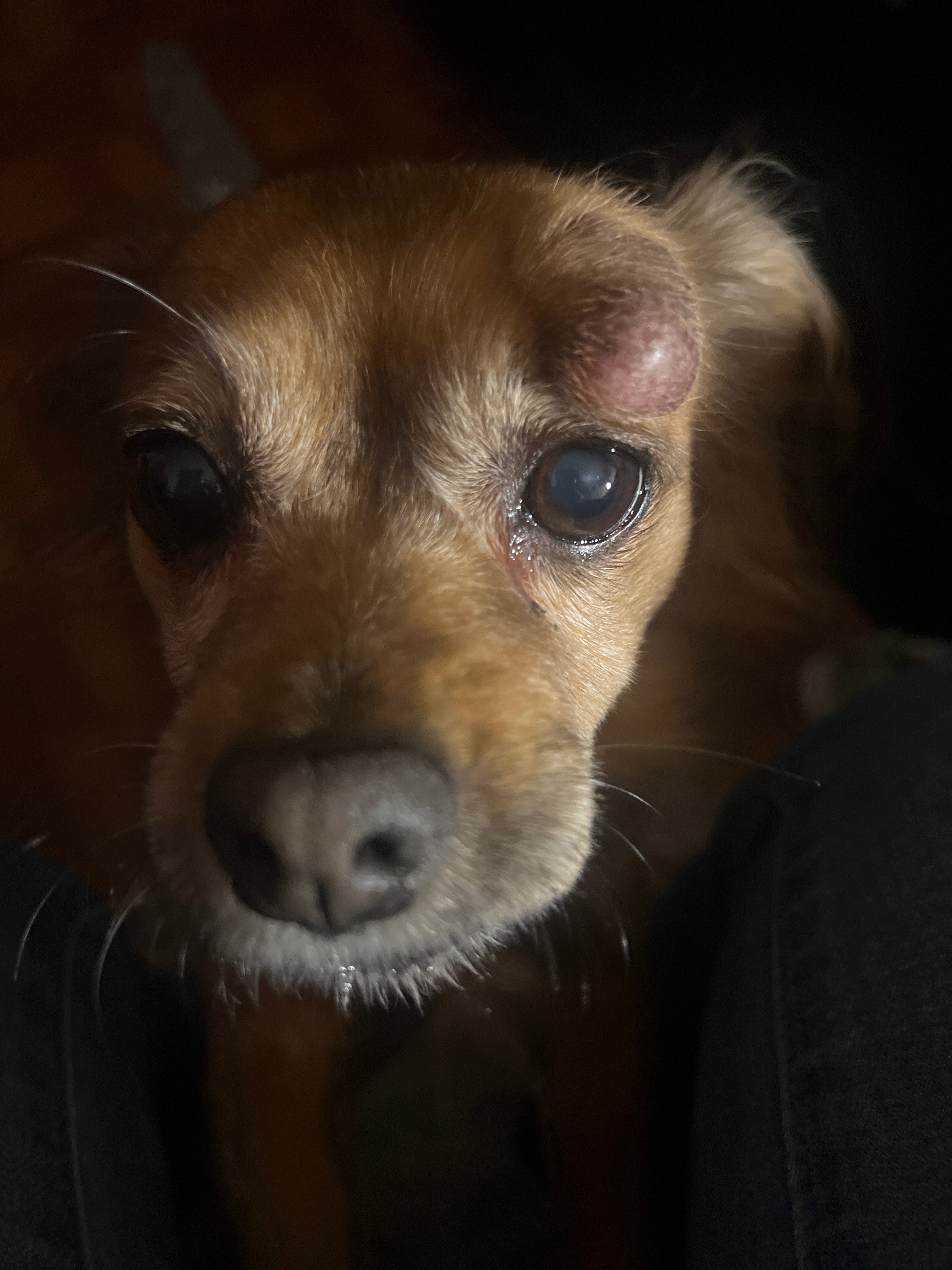 Help Chloe Overcome Her Tumor campaign photo, 6 of 8
