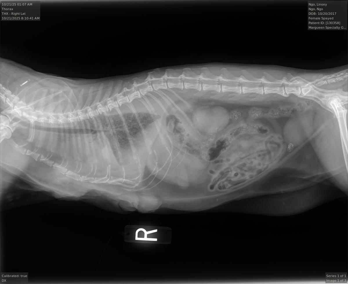 Donate to Save Linsey: Critical Care Required campaign photo, 4 of 7