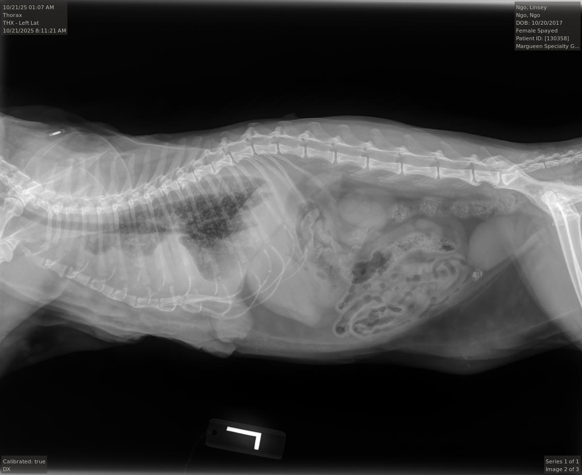 Donate to Save Linsey: Critical Care Required campaign photo, 5 of 7