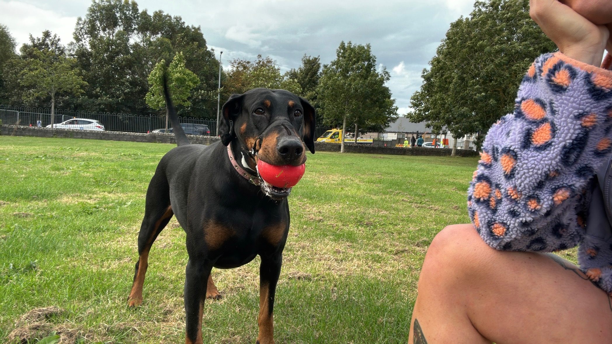 Help with Roxy’s emergency medical expenses campaign photo, 7 of 8