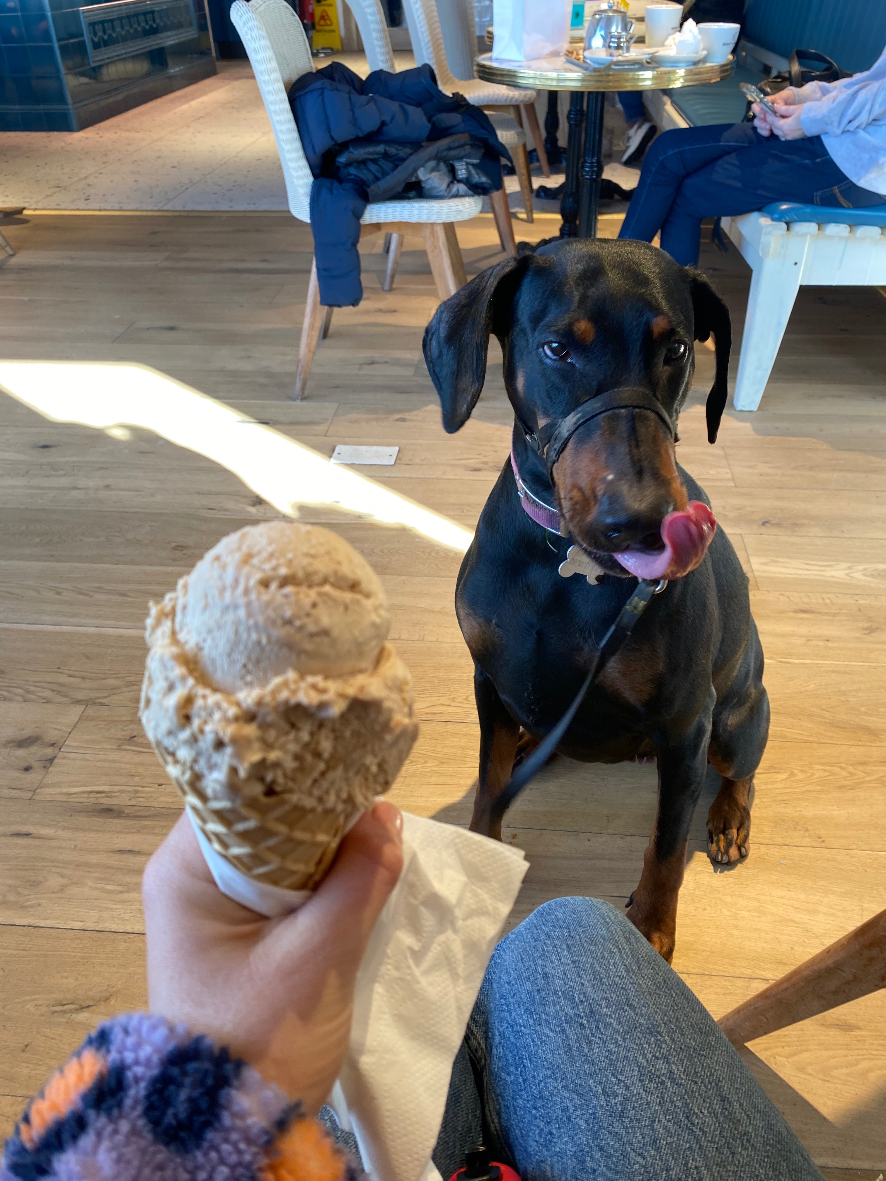 Help with Roxy’s emergency medical expenses campaign photo, 4 of 8