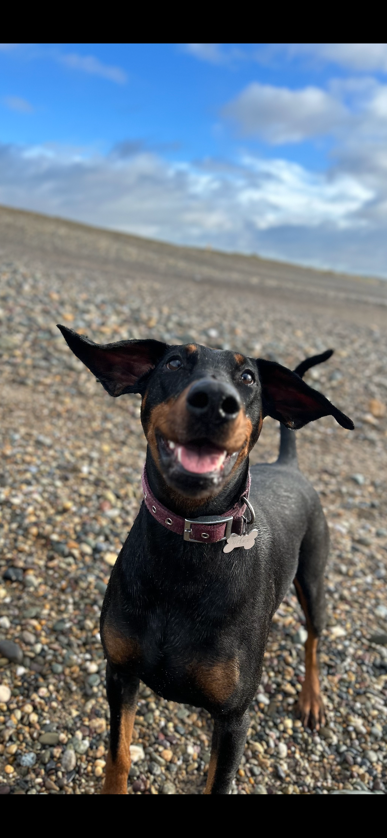 Help with Roxy’s emergency medical expenses campaign photo, 6 of 8