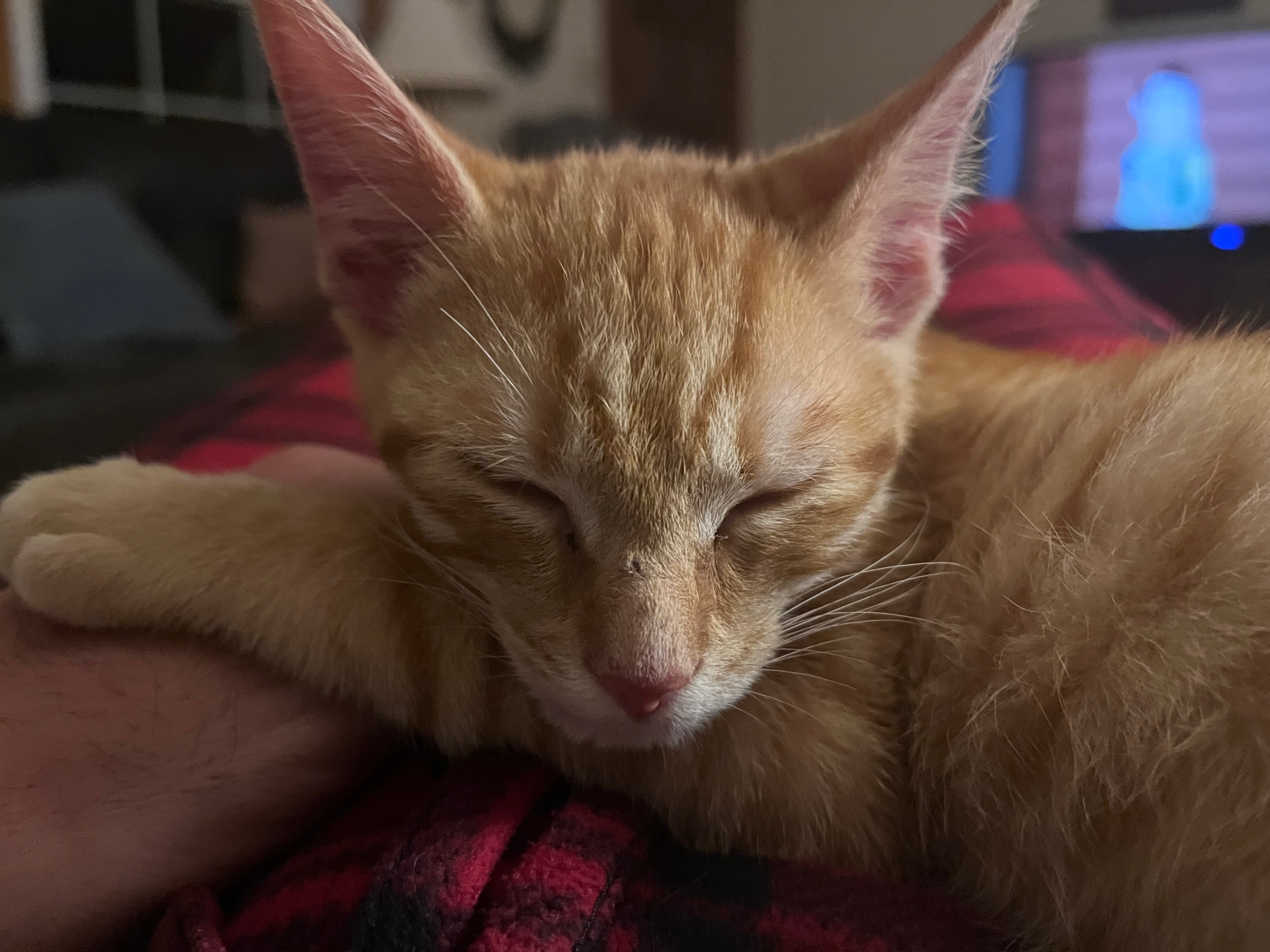 User-uploaded image 1