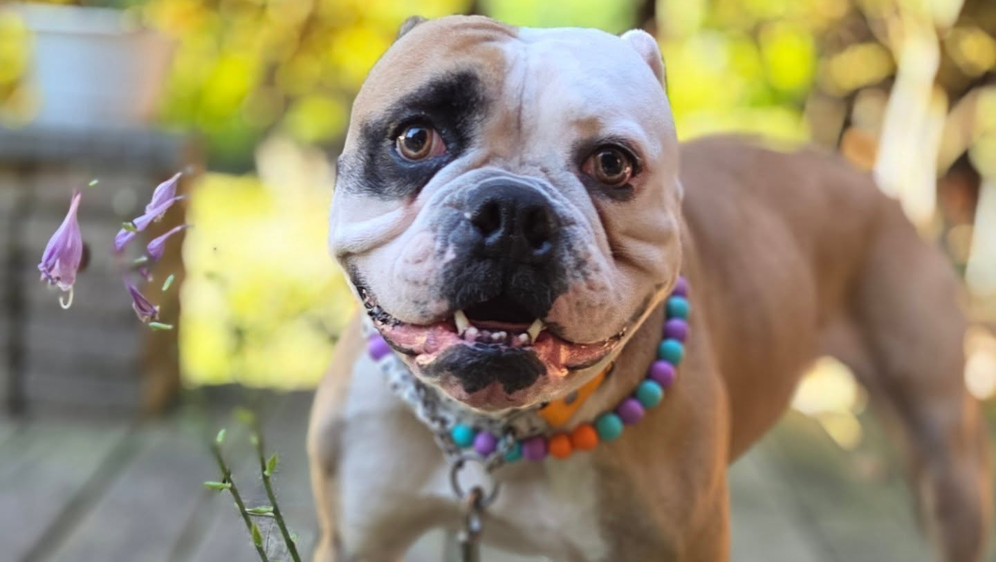 Emmy Lou's Pneumonia and Pancreatitis