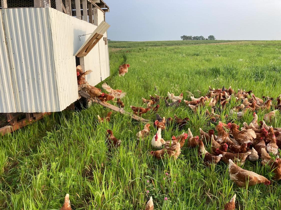 Support Living Light Farms' Egg Processing Upgrade campaign photo, 2 of 4