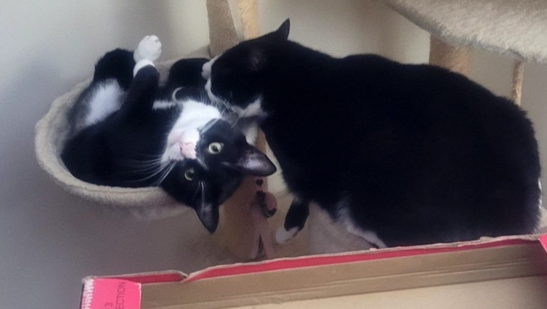 Help Torie and Her Cats Stay Safe and Housed photo