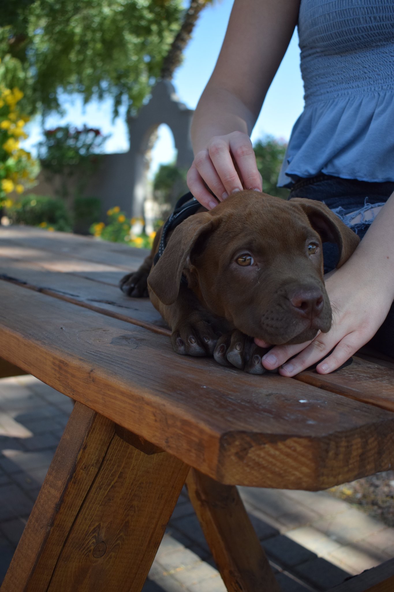 Help Woody Get Life-Saving Surgery campaign photo, 7 of 7