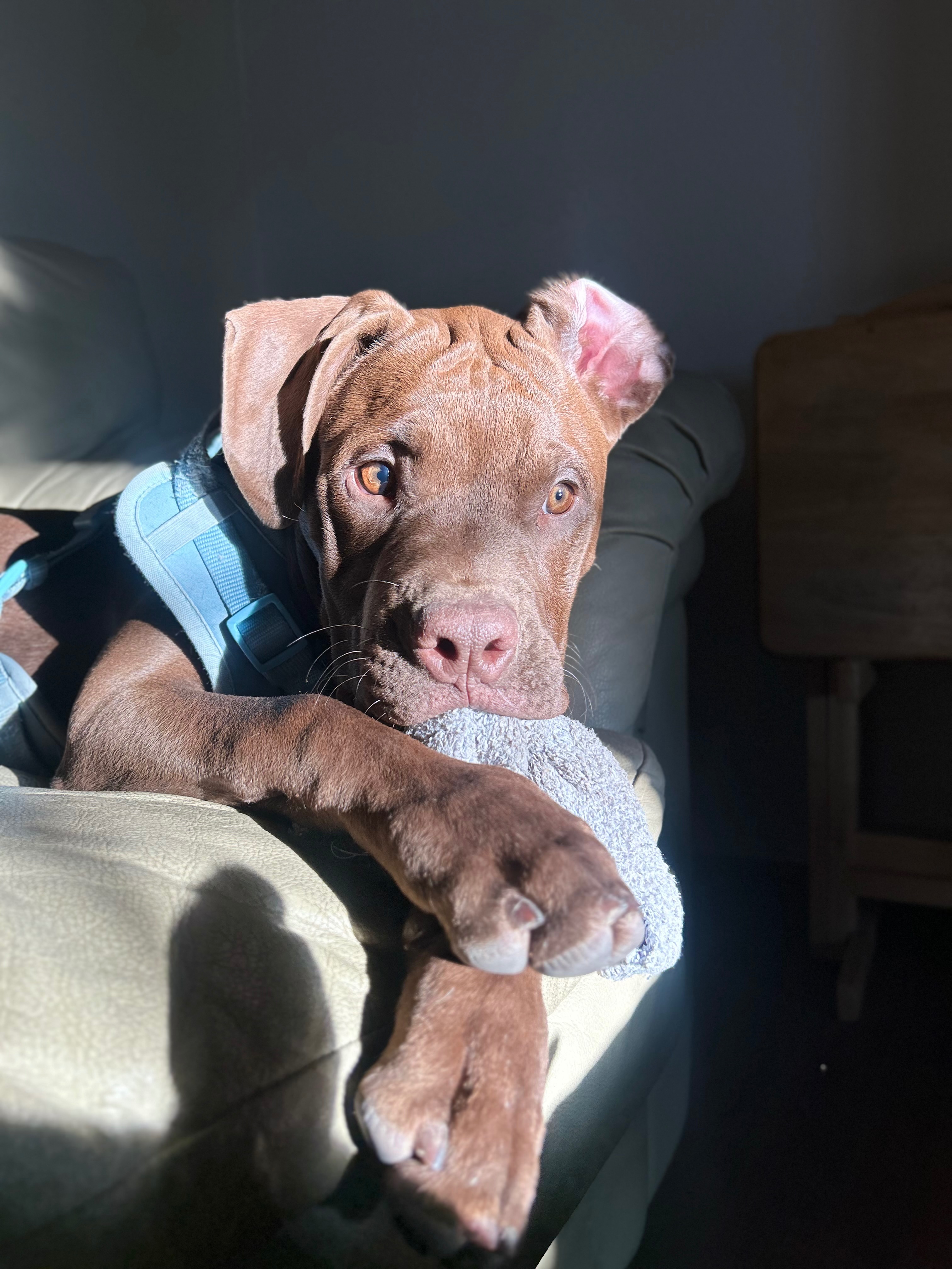Help Woody Get Life-Saving Surgery campaign photo, 5 of 7