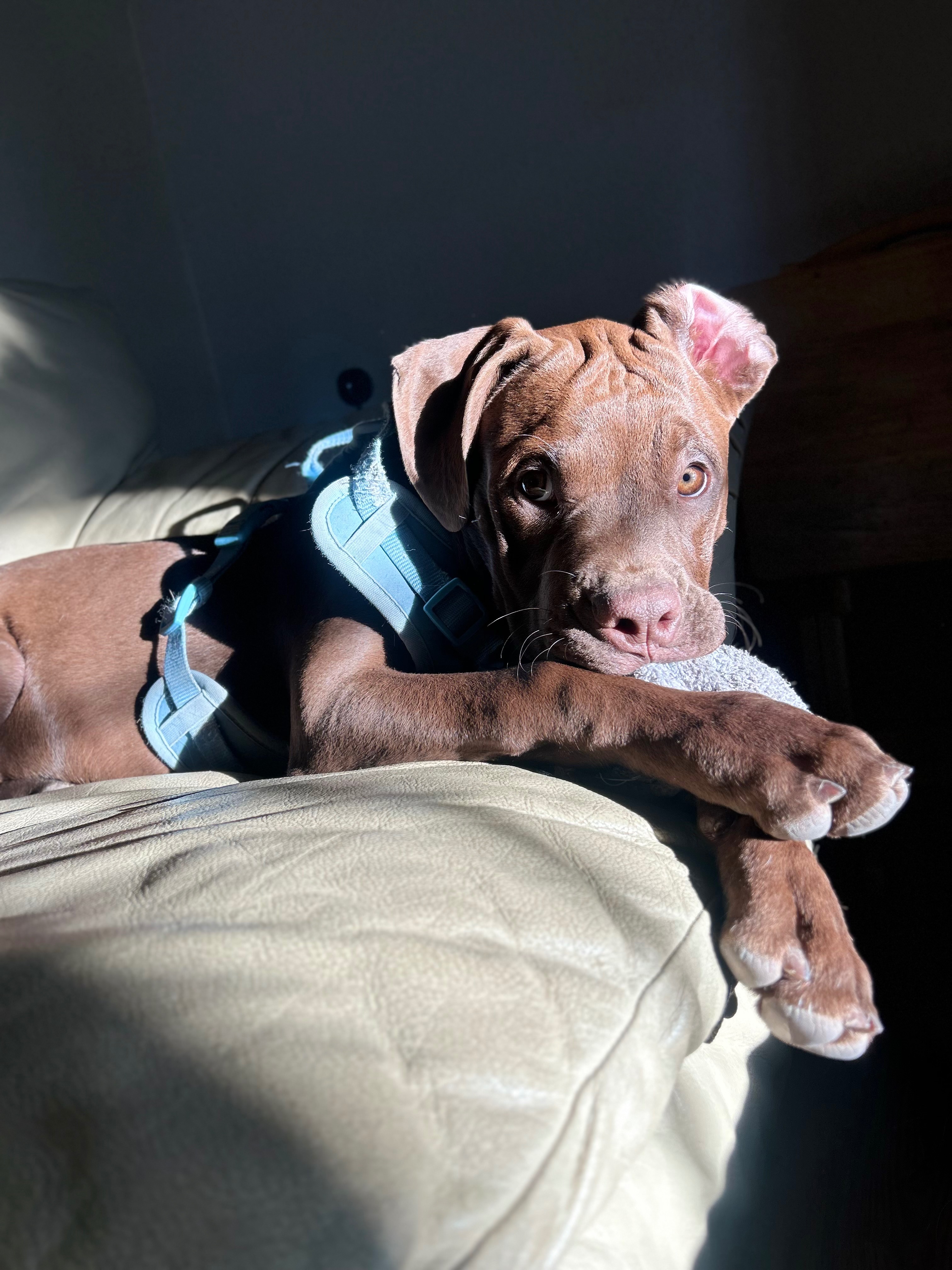 Help Woody Get Life-Saving Surgery campaign photo, 6 of 7