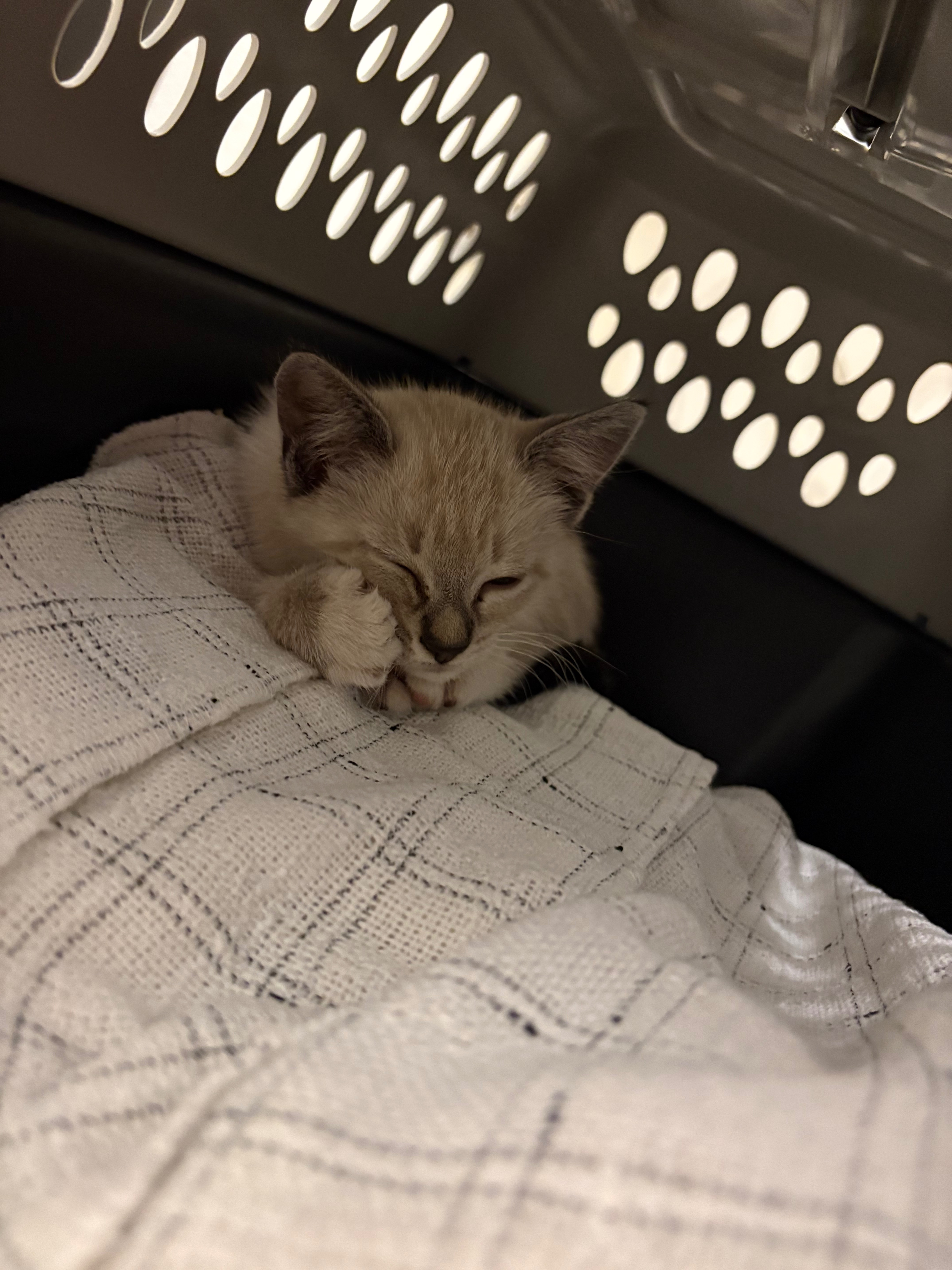 Support a Rescued Kitten's Healthy Future campaign photo, 4 of 5