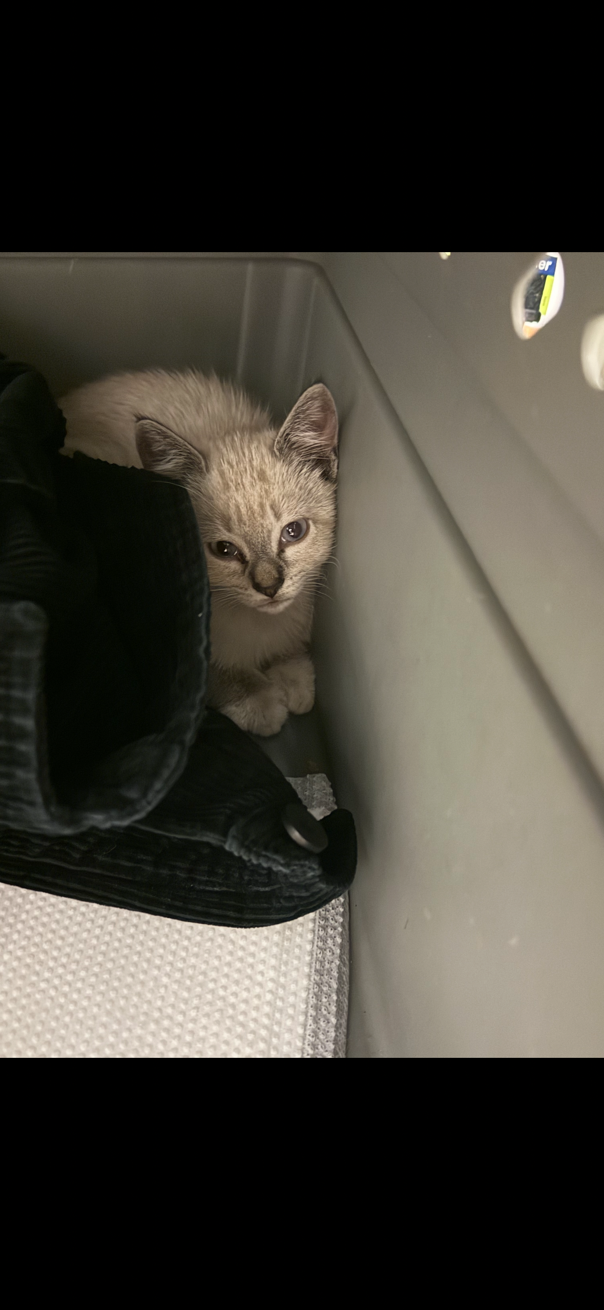 Support a Rescued Kitten's Healthy Future campaign photo, 2 of 5