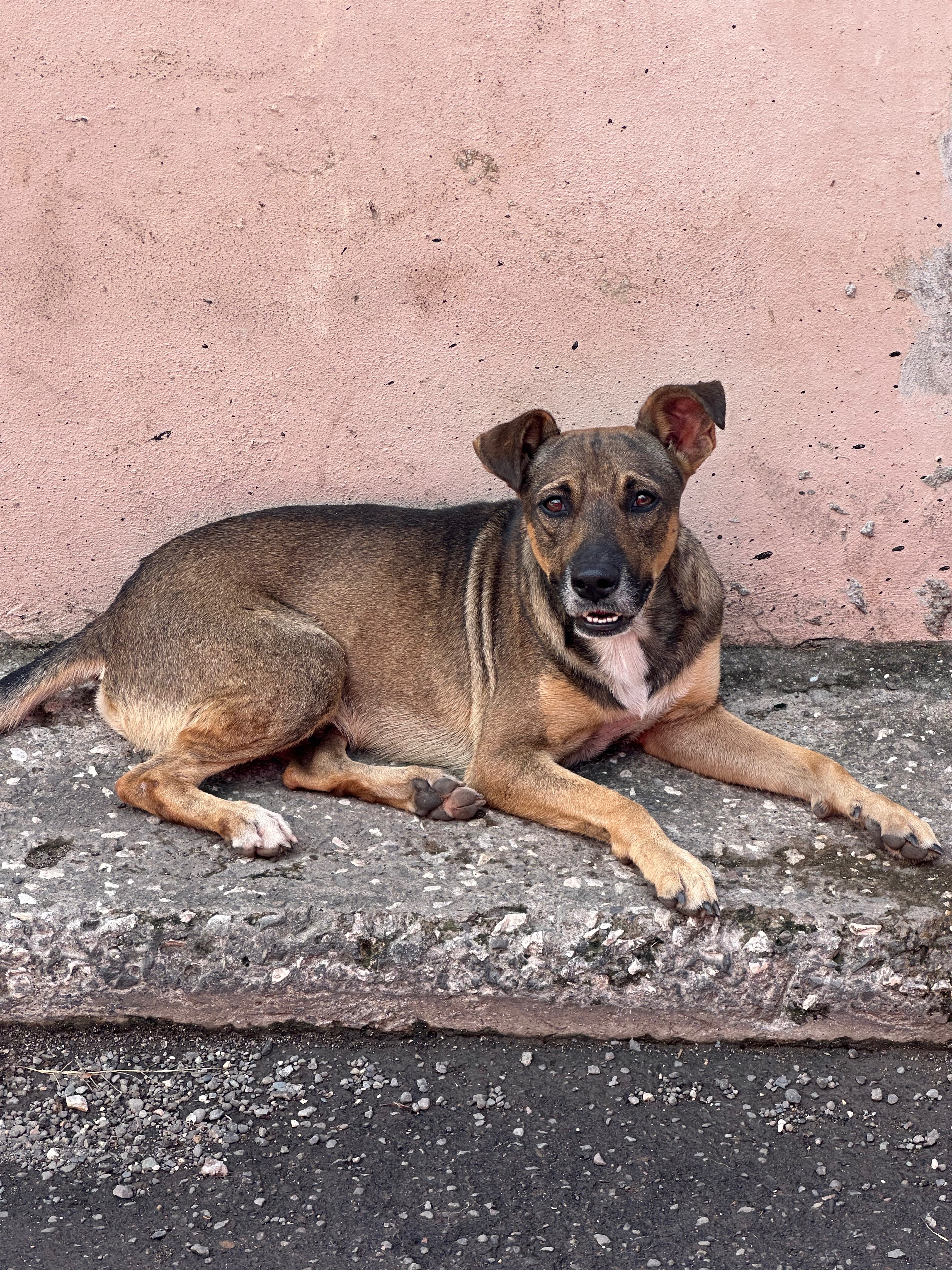 Feeding stray, abused and lost dogs in Jamaica who campaign photo, 7 of 8