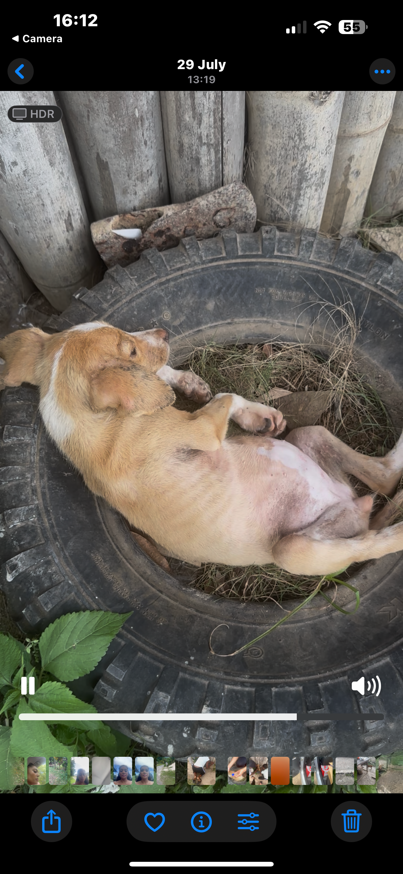 Feeding stray, abused and lost dogs in Jamaica who campaign photo, 4 of 8