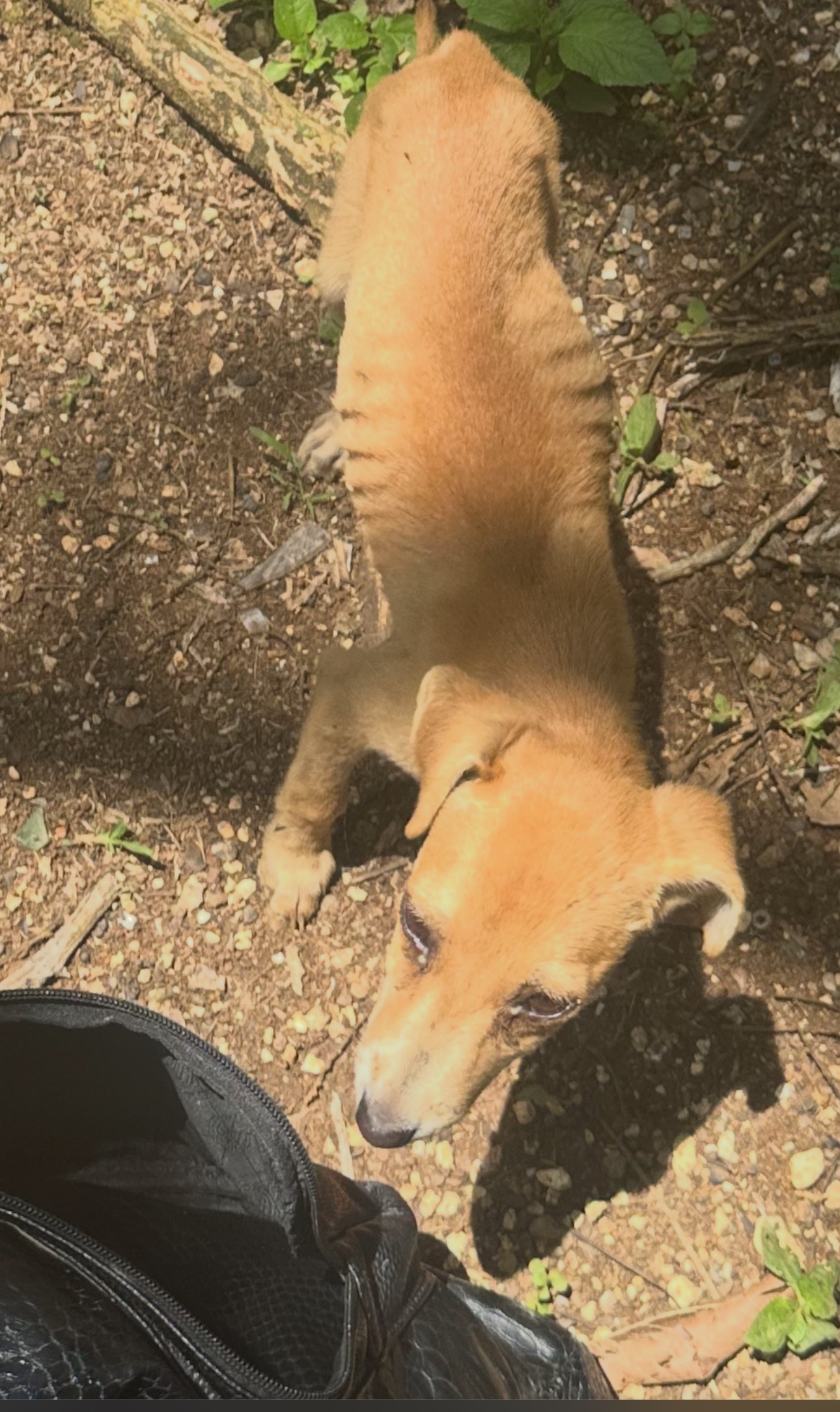 Feeding stray, abused and lost dogs in Jamaica who campaign photo, 5 of 8