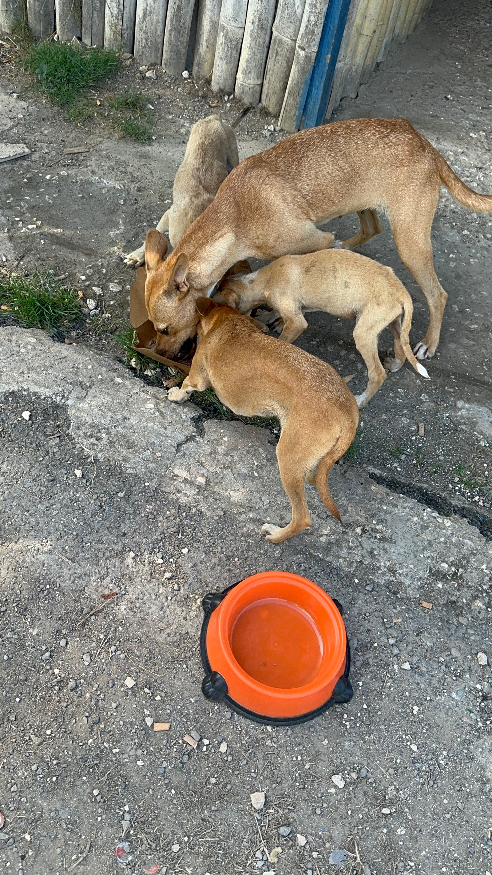 Feeding stray, abused and lost dogs in Jamaica who campaign photo, 6 of 8