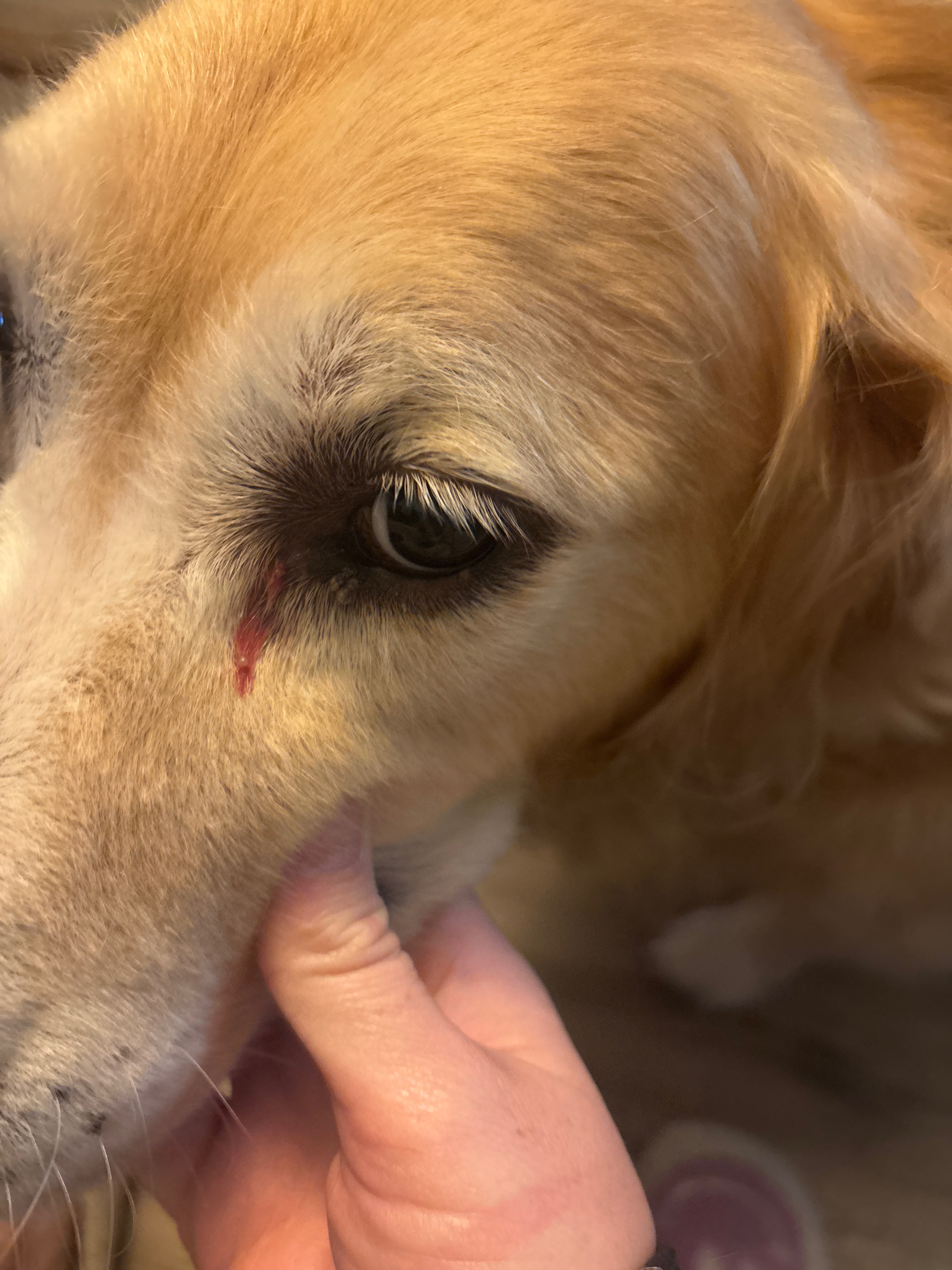Support Margo's Battle with Angiosarcoma campaign photo, 6 of 8