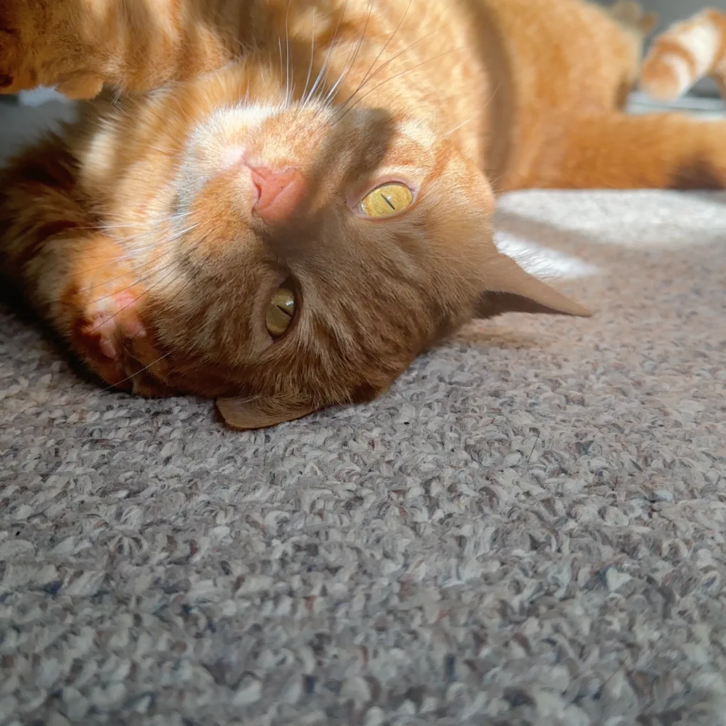 Help Bubba get his tail surgery campaign photo, 2 of 4