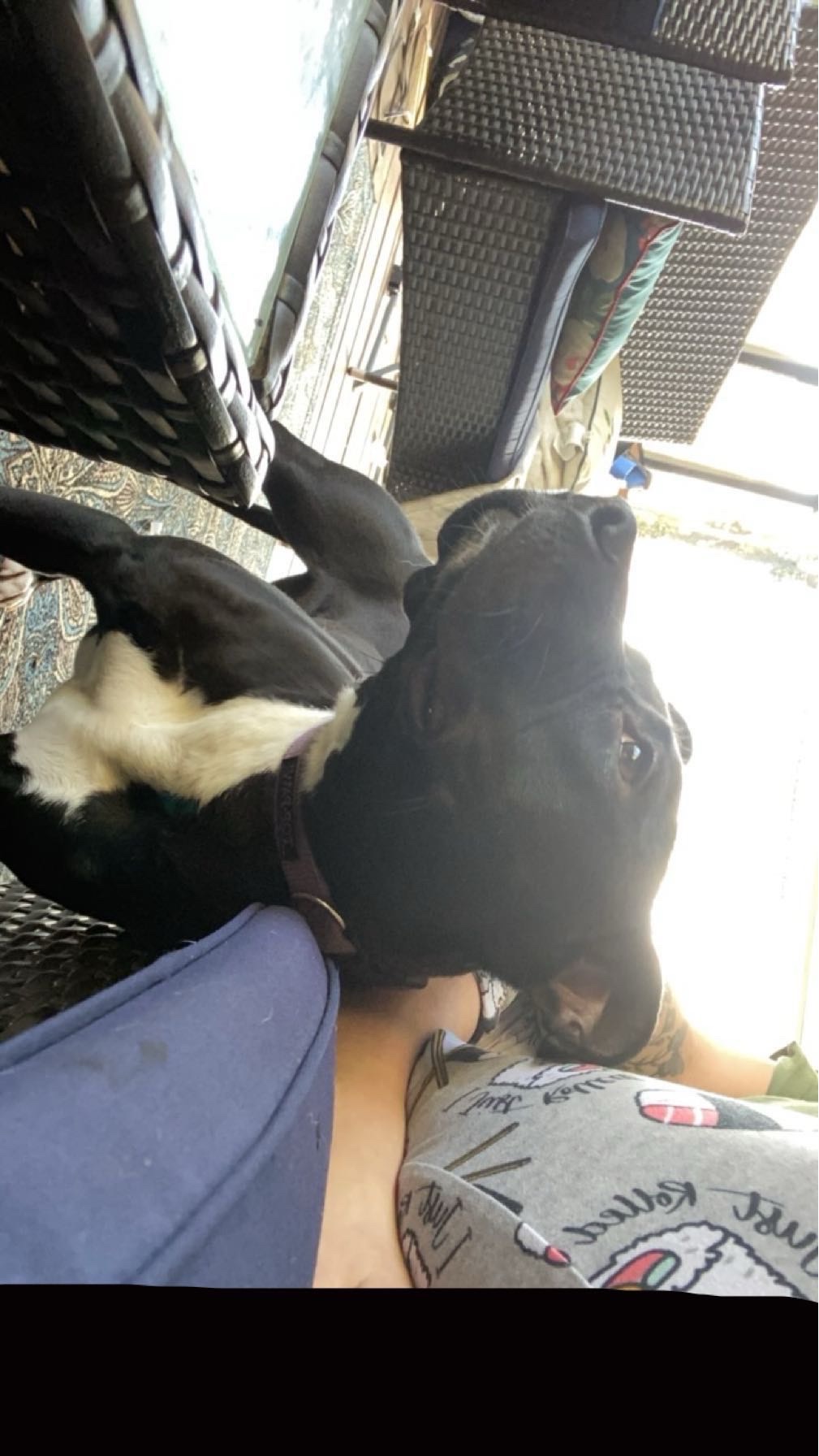 Donate to Save Xena: A Beloved Pet's Recovery campaign photo, 6 of 7