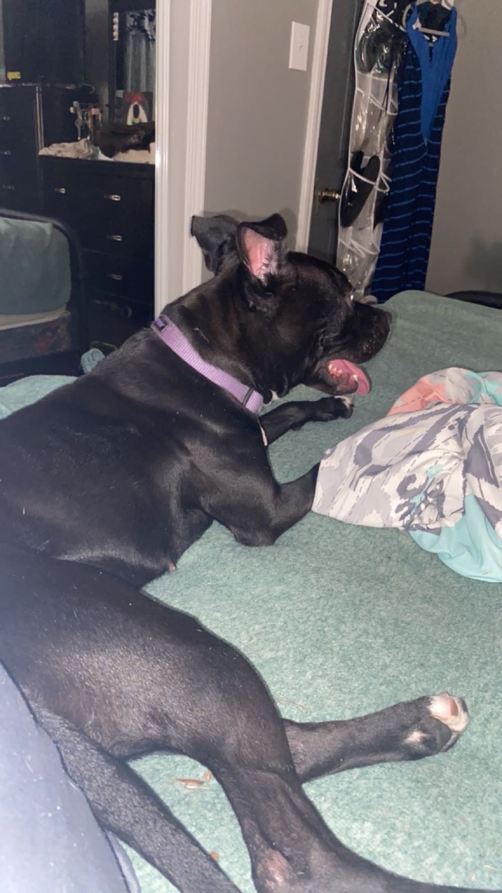 Donate to Save Xena: A Beloved Pet's Recovery campaign photo, 2 of 7