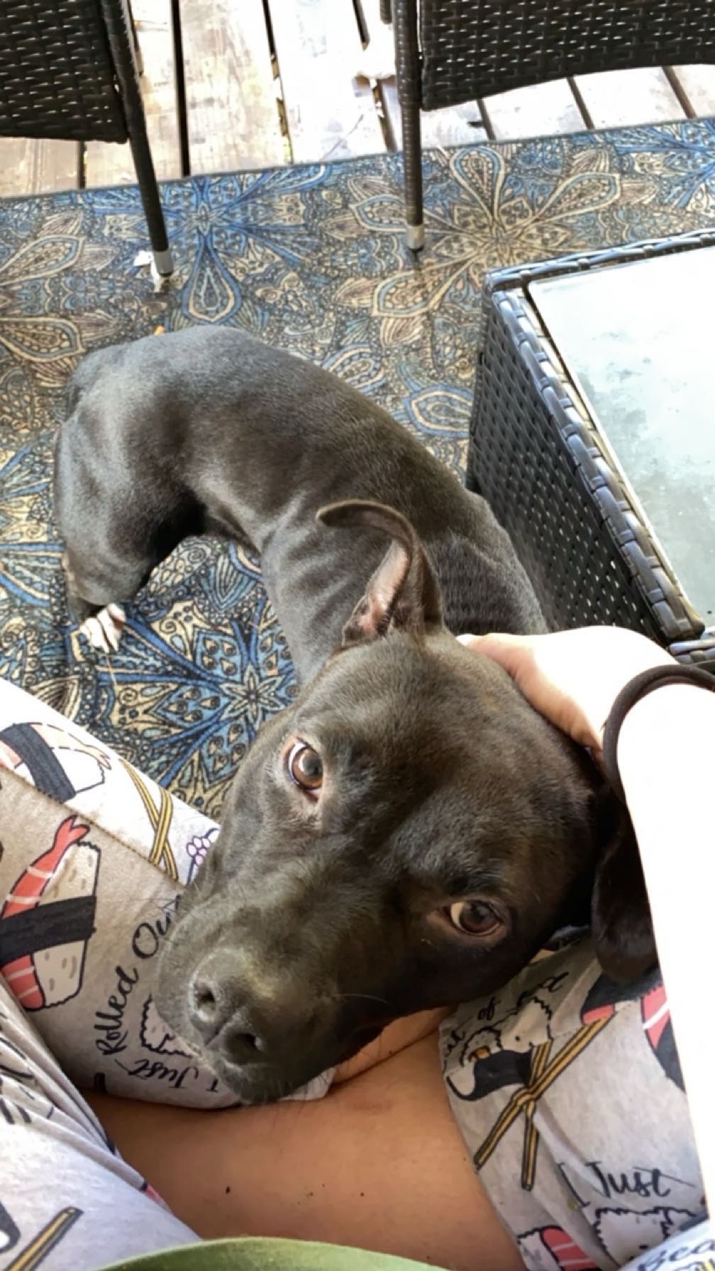 Donate to Save Xena: A Beloved Pet's Recovery campaign photo, 4 of 7