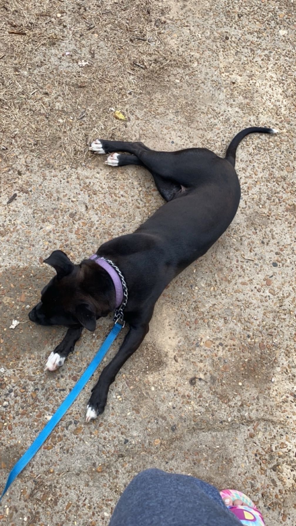 Donate to Save Xena: A Beloved Pet's Recovery campaign photo, 5 of 7