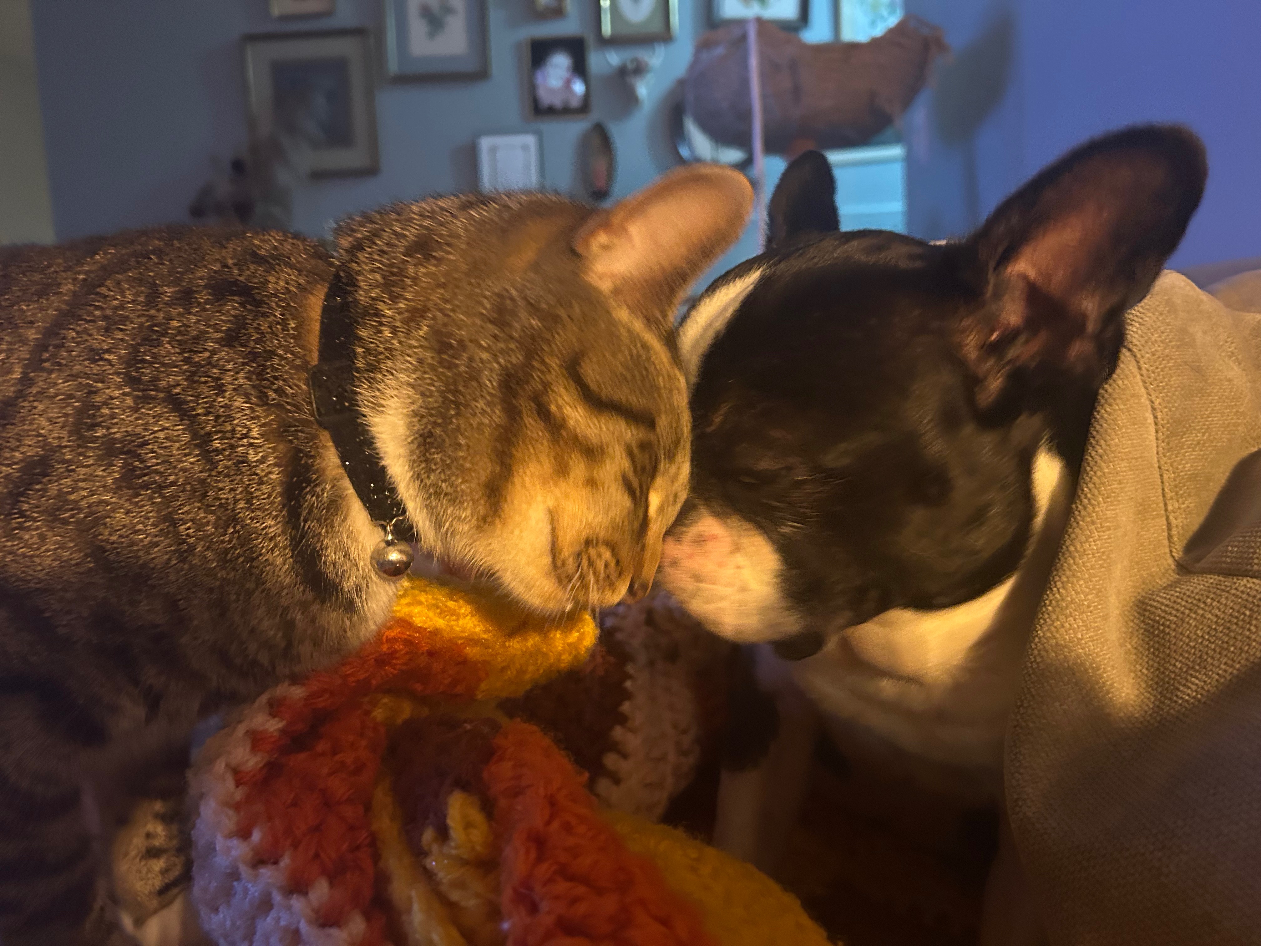 Help Cover Teddy's Vet and Cremation Costs campaign photo, 6 of 7