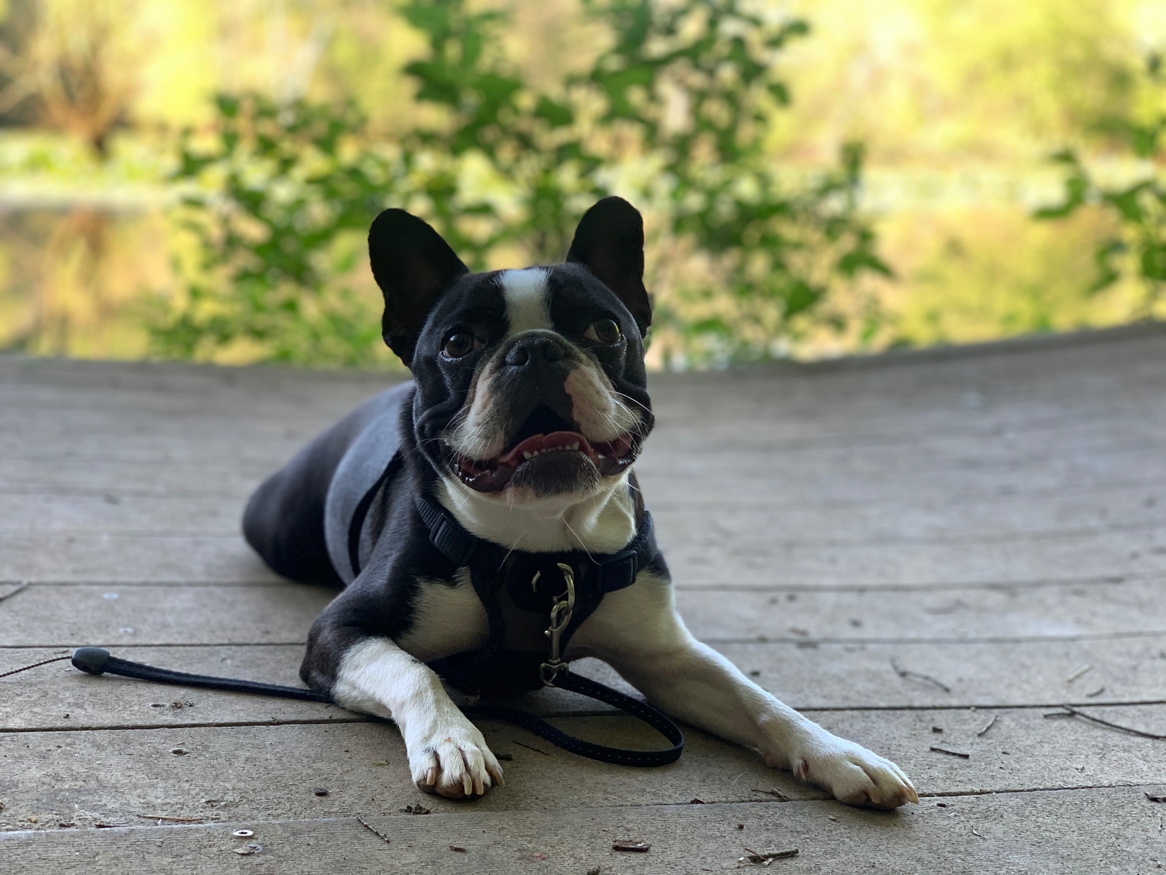Help Cover Teddy's Vet and Cremation Costs campaign photo, 2 of 7