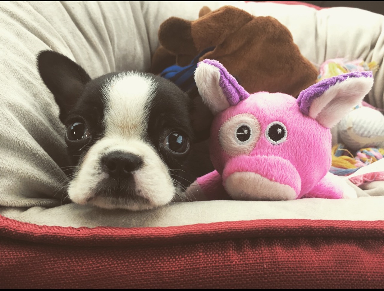 Help Cover Teddy's Vet and Cremation Costs campaign photo, 4 of 7