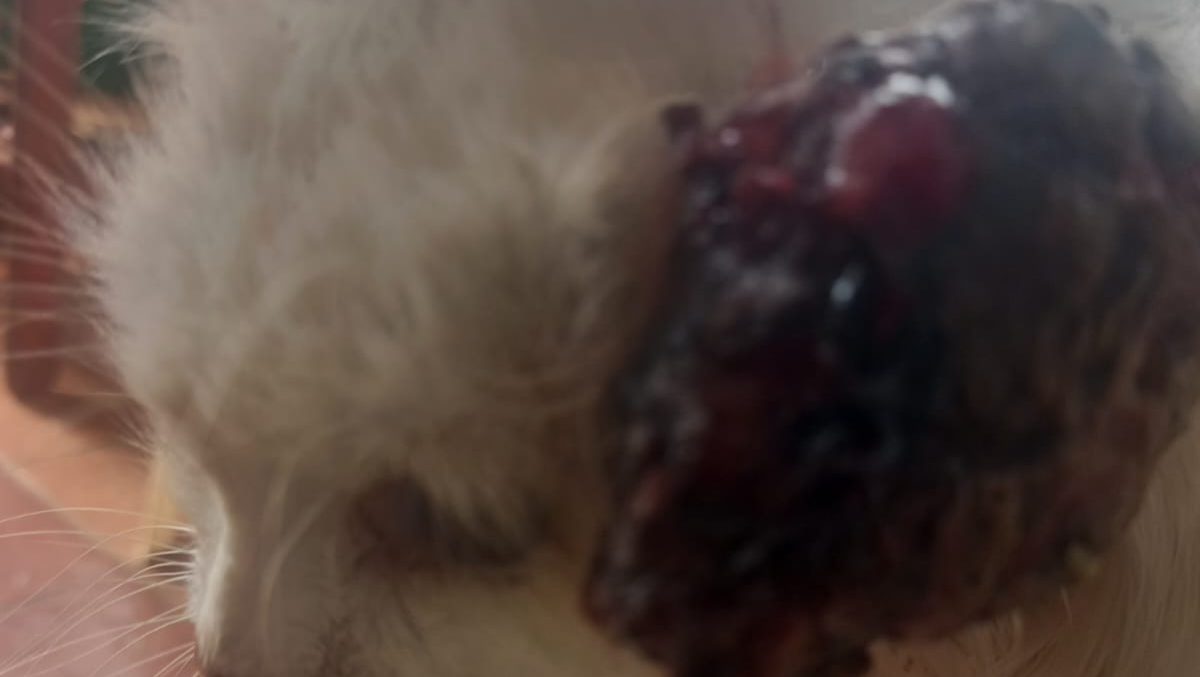 Un gatto da salvare photo