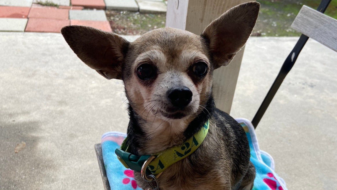 Support Gizmo's Critical Surgery Needs