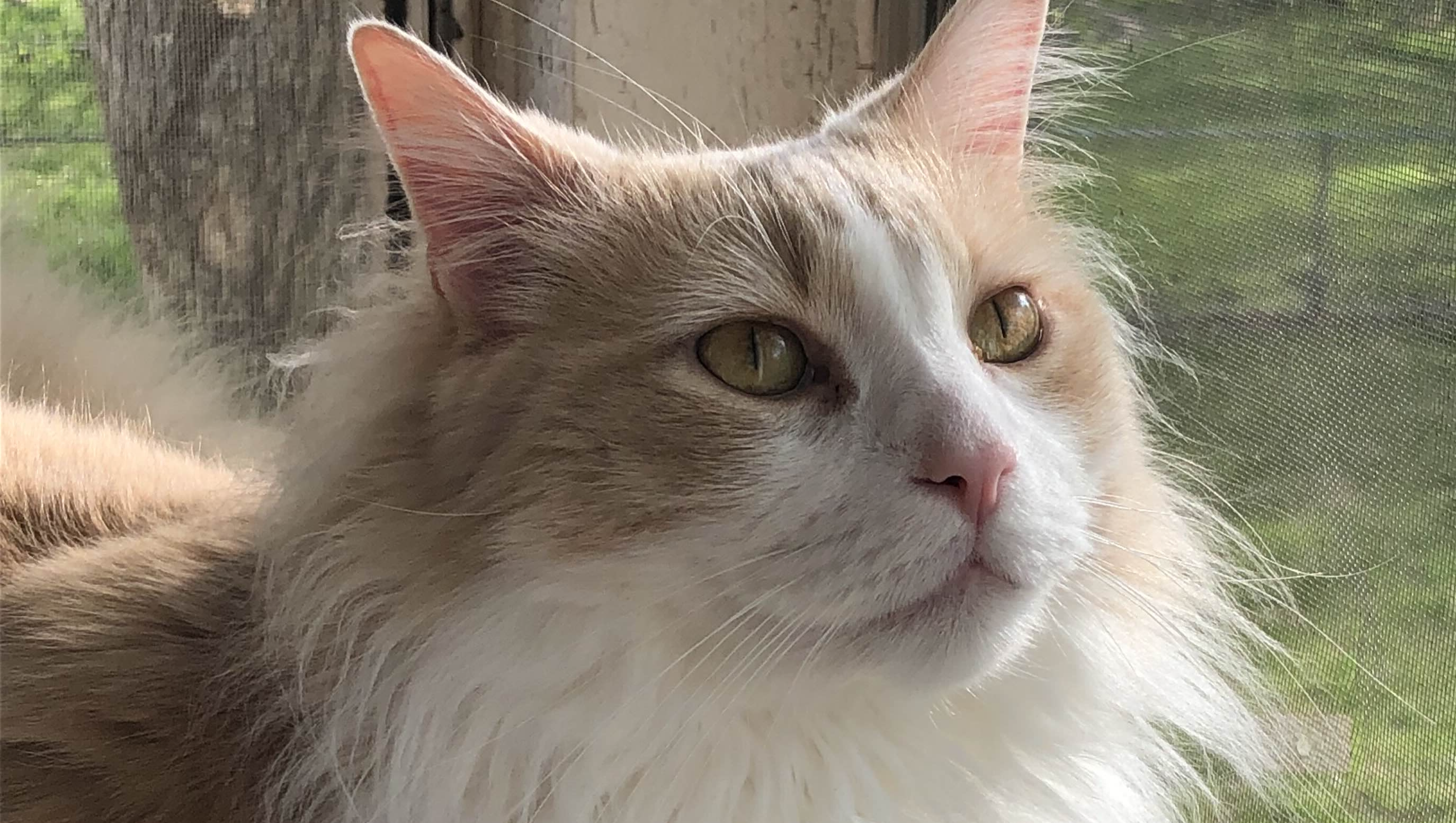 Ryo the Ragdoll's Road to Recovery ♡ photo