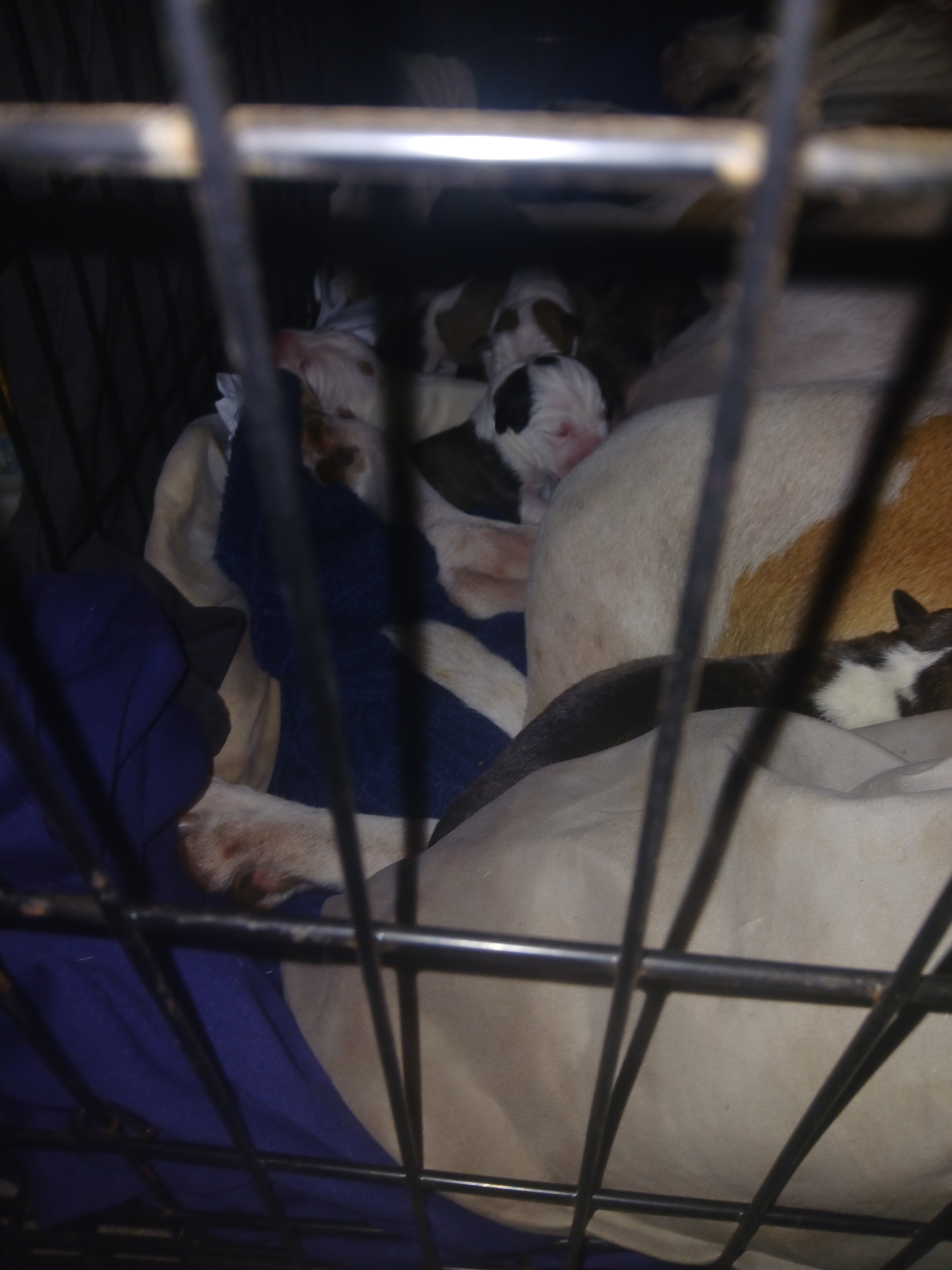 Support Carrie in Caring for 21 Dogs campaign photo, 5 of 8