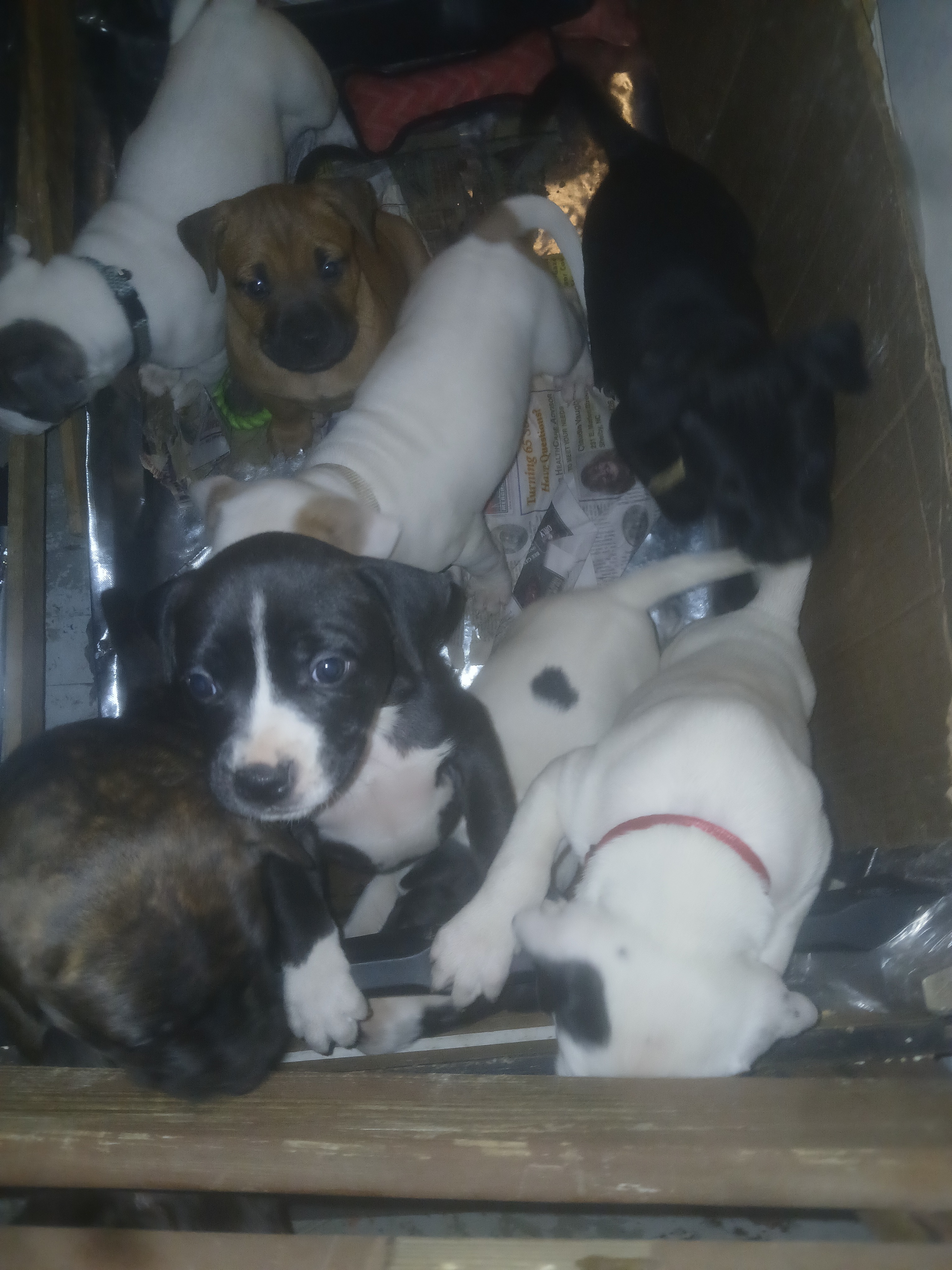 Support Carrie in Caring for 21 Dogs campaign photo, 6 of 8