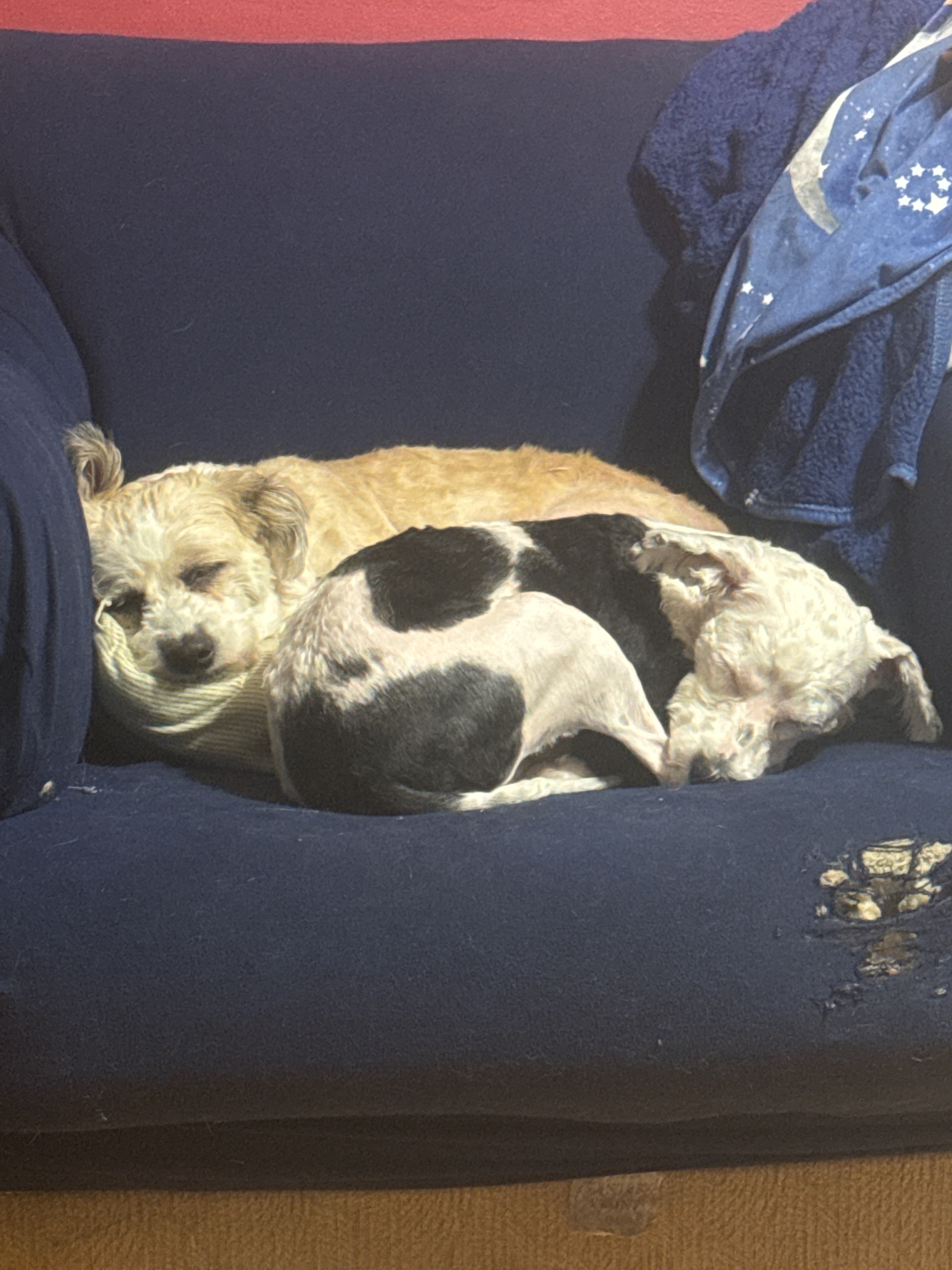 Help Us Avoid Homelessness: A Disabled Family in Crisis campaign photo, 2 of 8