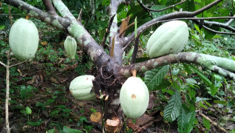 RESCATE DEL CACAO CHIAPAS photo